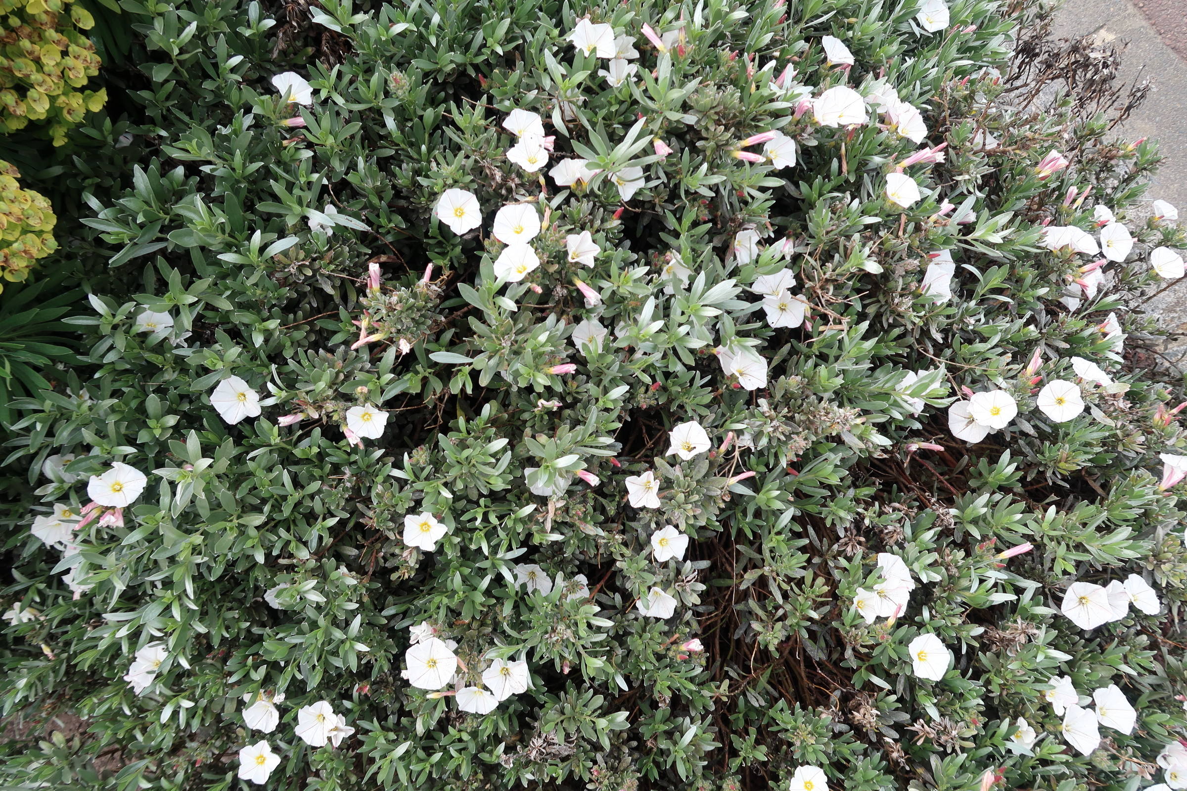 Afficher le média convolvulus_cneorum3md convolvulus_cneorum3md