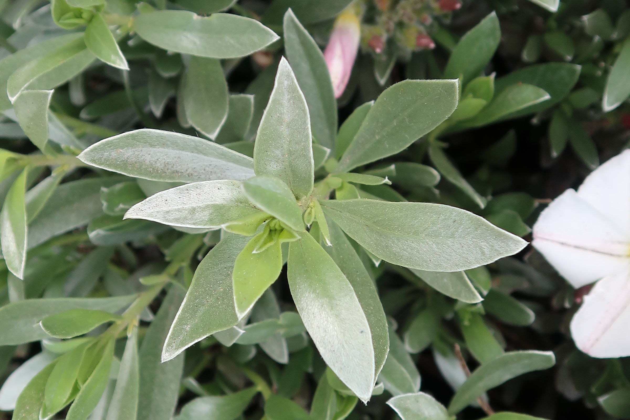 Afficher le média convolvulus_cneorum4md convolvulus_cneorum4md