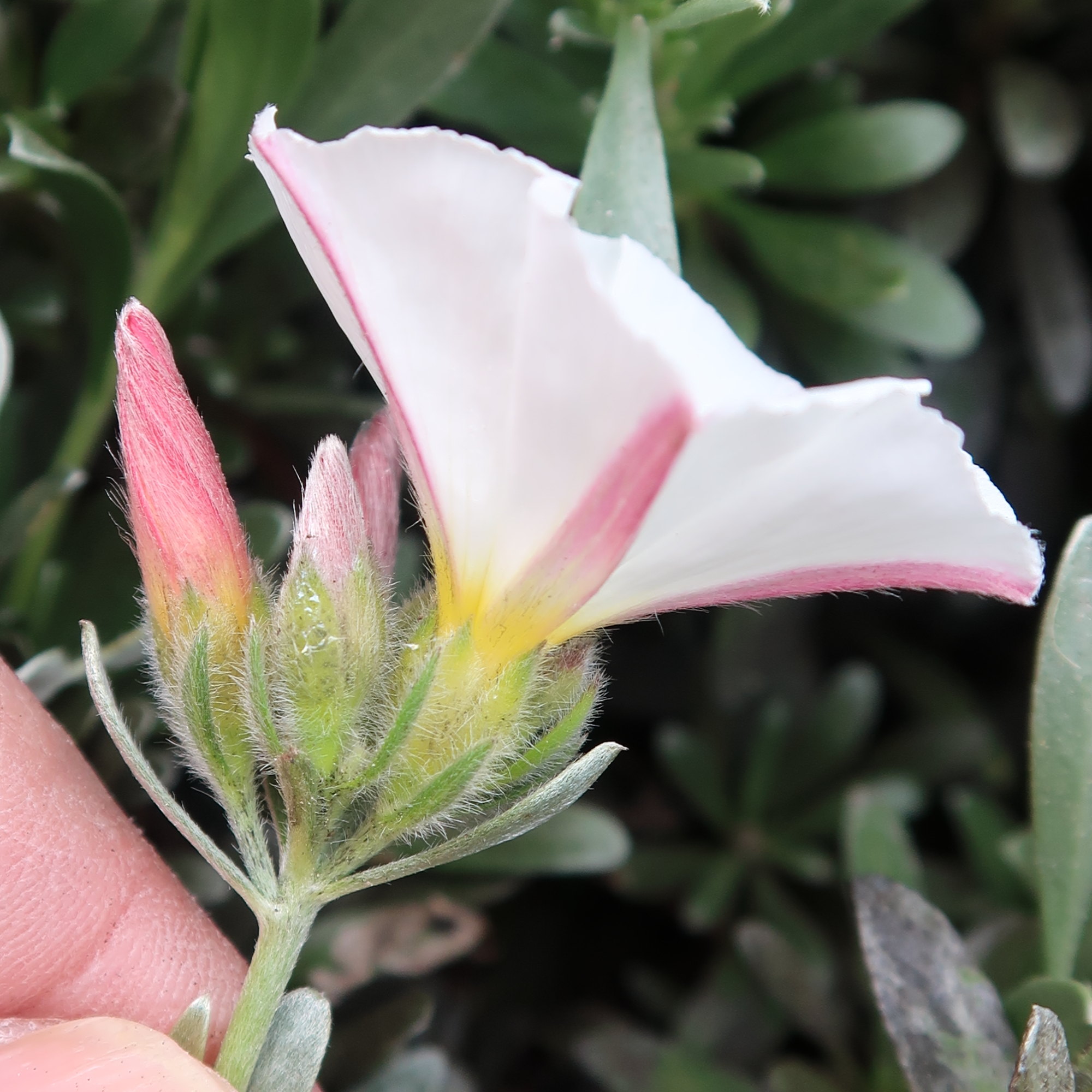 Afficher le média convolvulus_cneorum5md convolvulus_cneorum5md