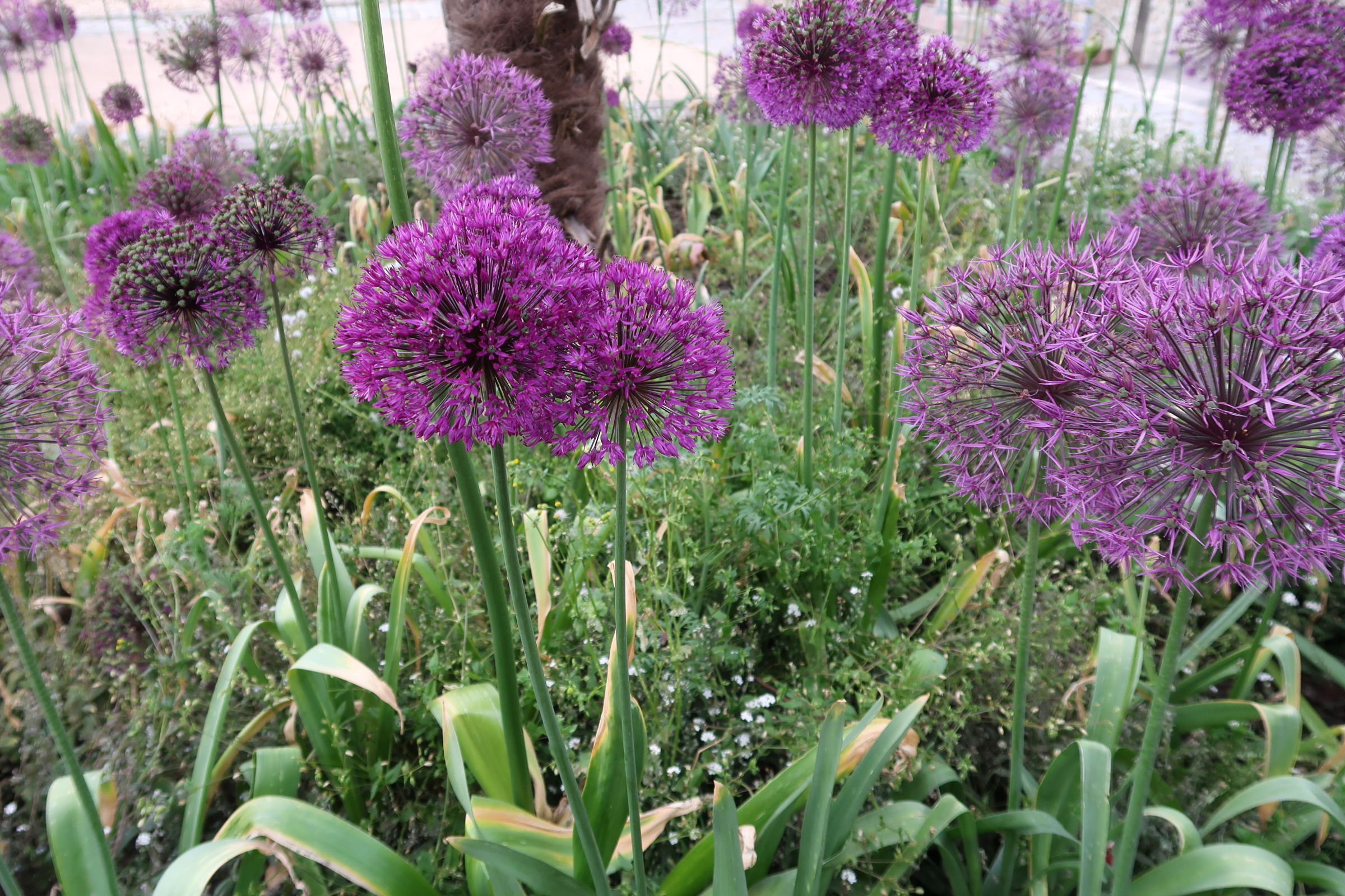 allium_hollandicum1md