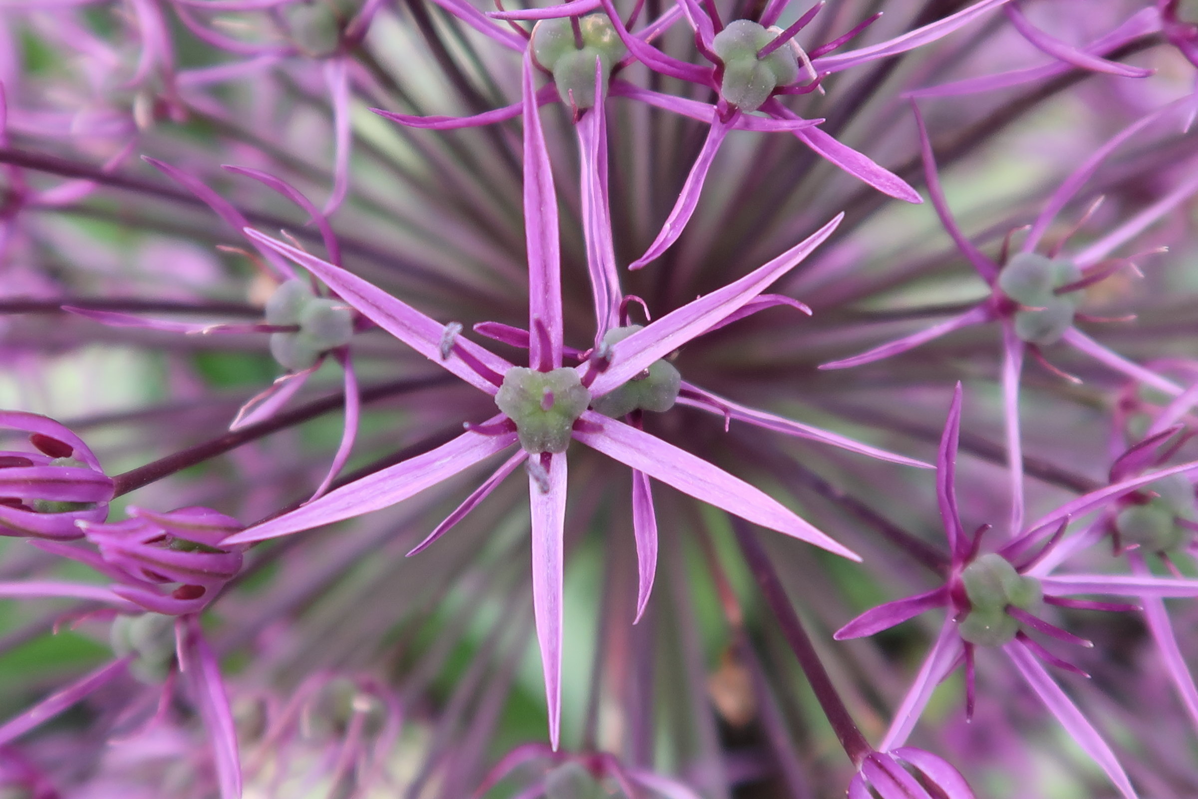 allium_hollandicum3md