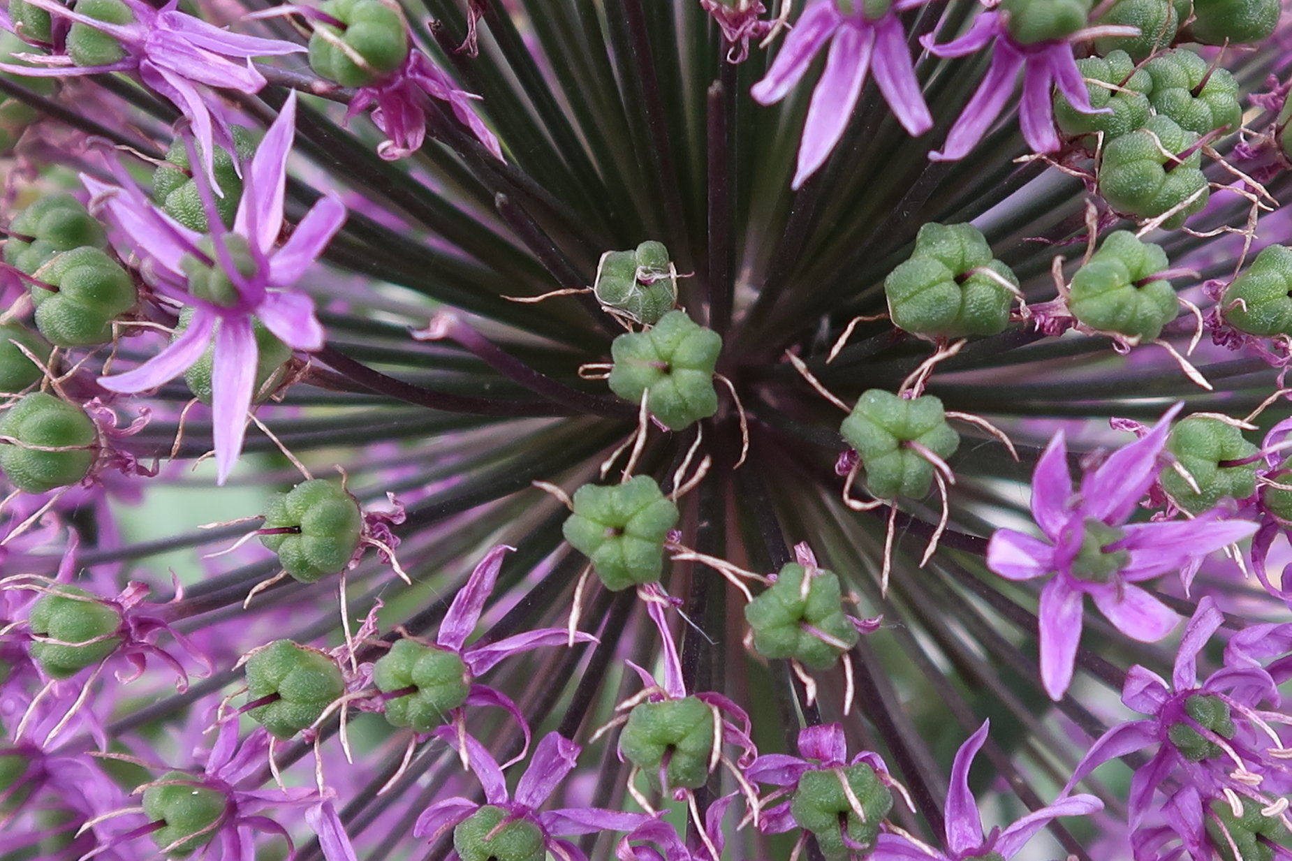 allium_hollandicum4md