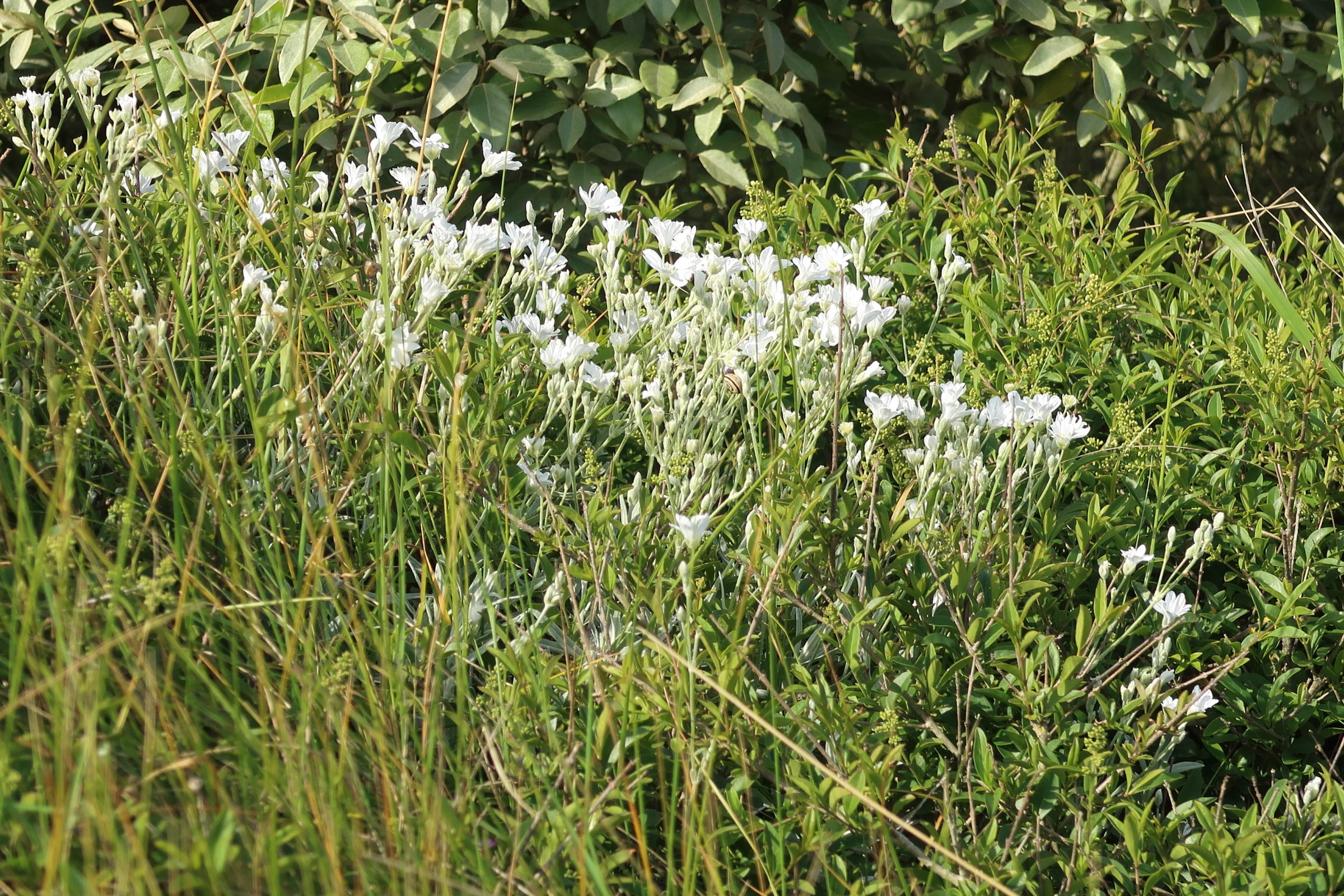 Afficher le média cerastium_tomentosum6md cerastium_tomentosum6md