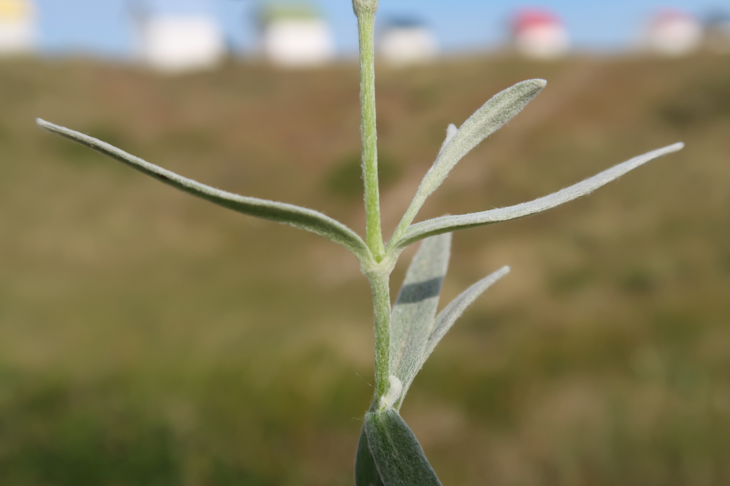 Afficher le média cerastium_tomentosum7md cerastium_tomentosum7md