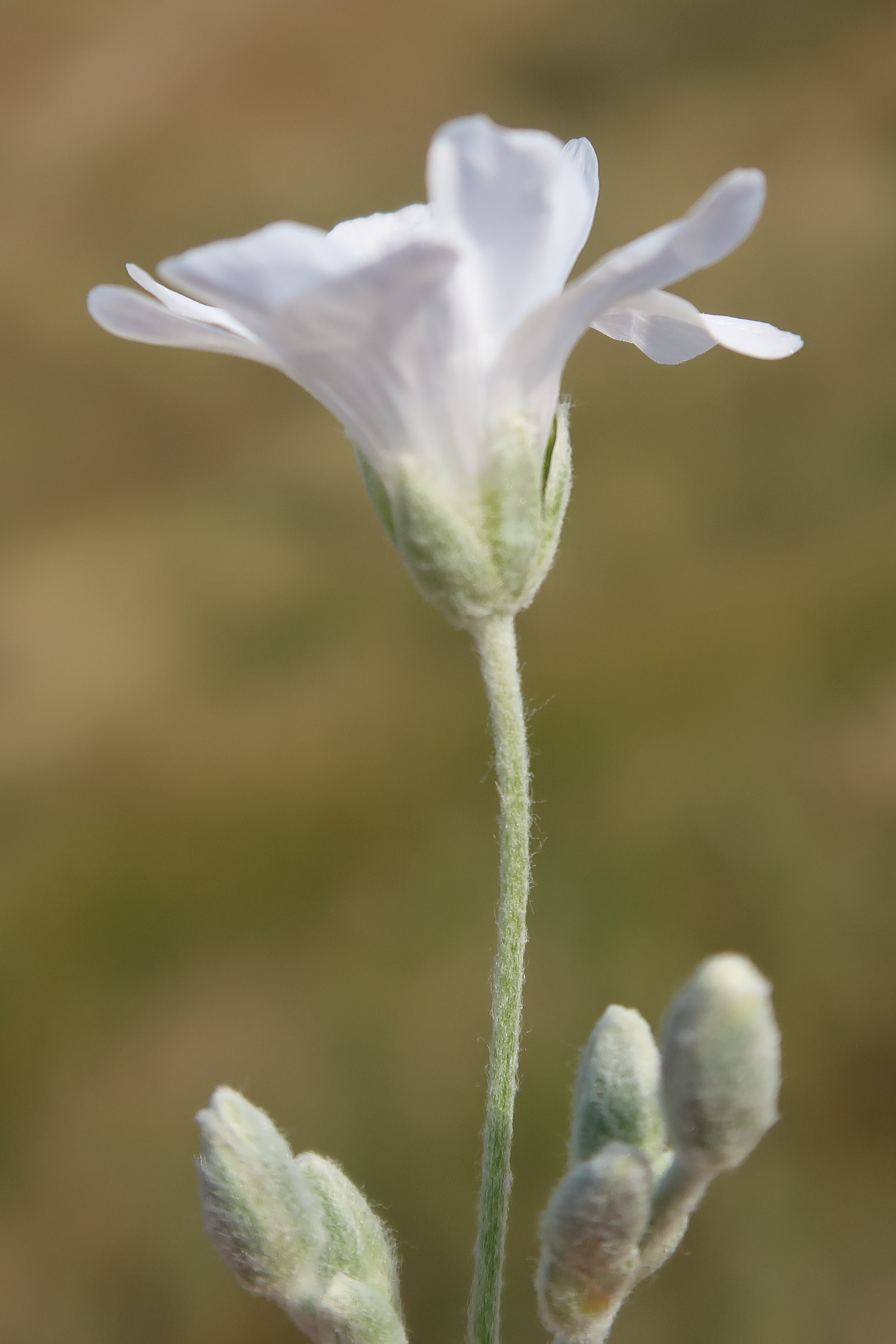 Afficher le média cerastium_tomentosum8md cerastium_tomentosum8md