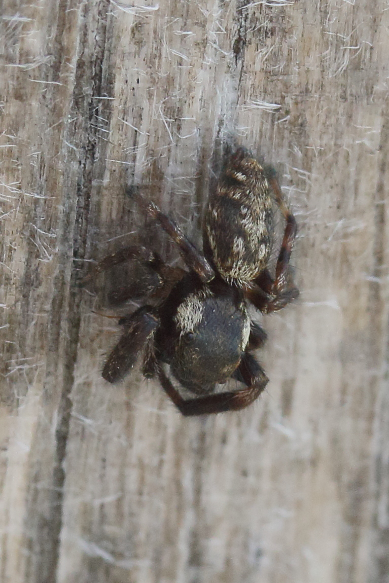 macaroeris_nidicolens1md