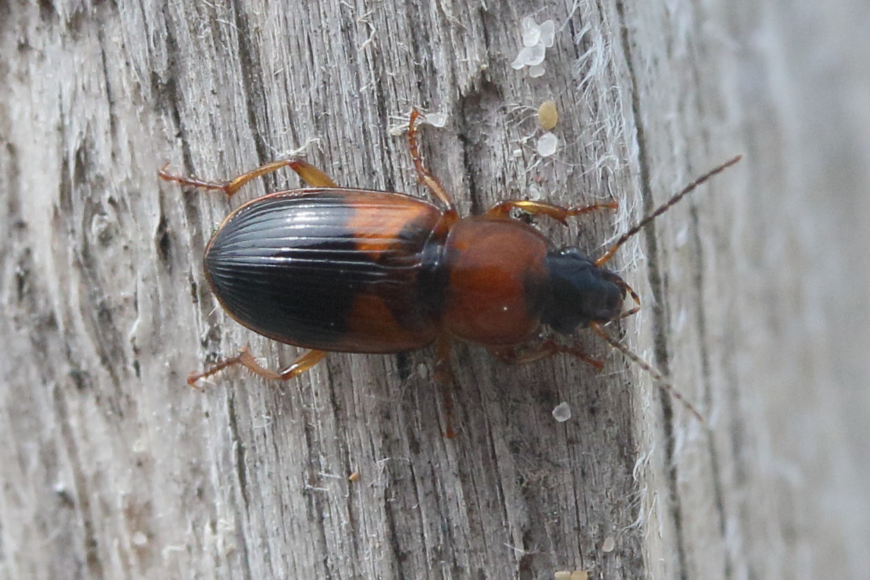 Afficher le média stenolophus_teutonus1md stenolophus_teutonus1md