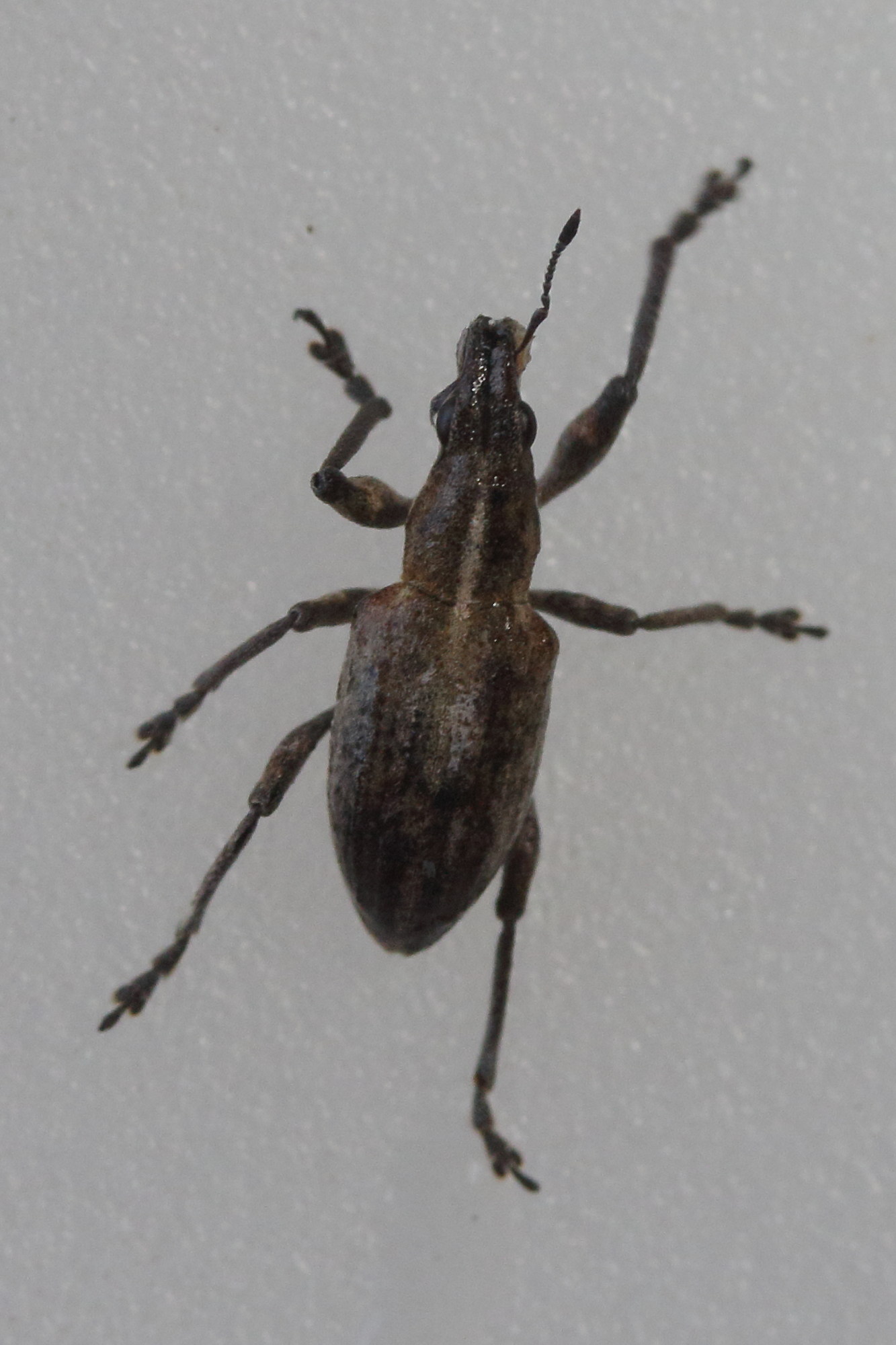 tanymecus_palliatus1md