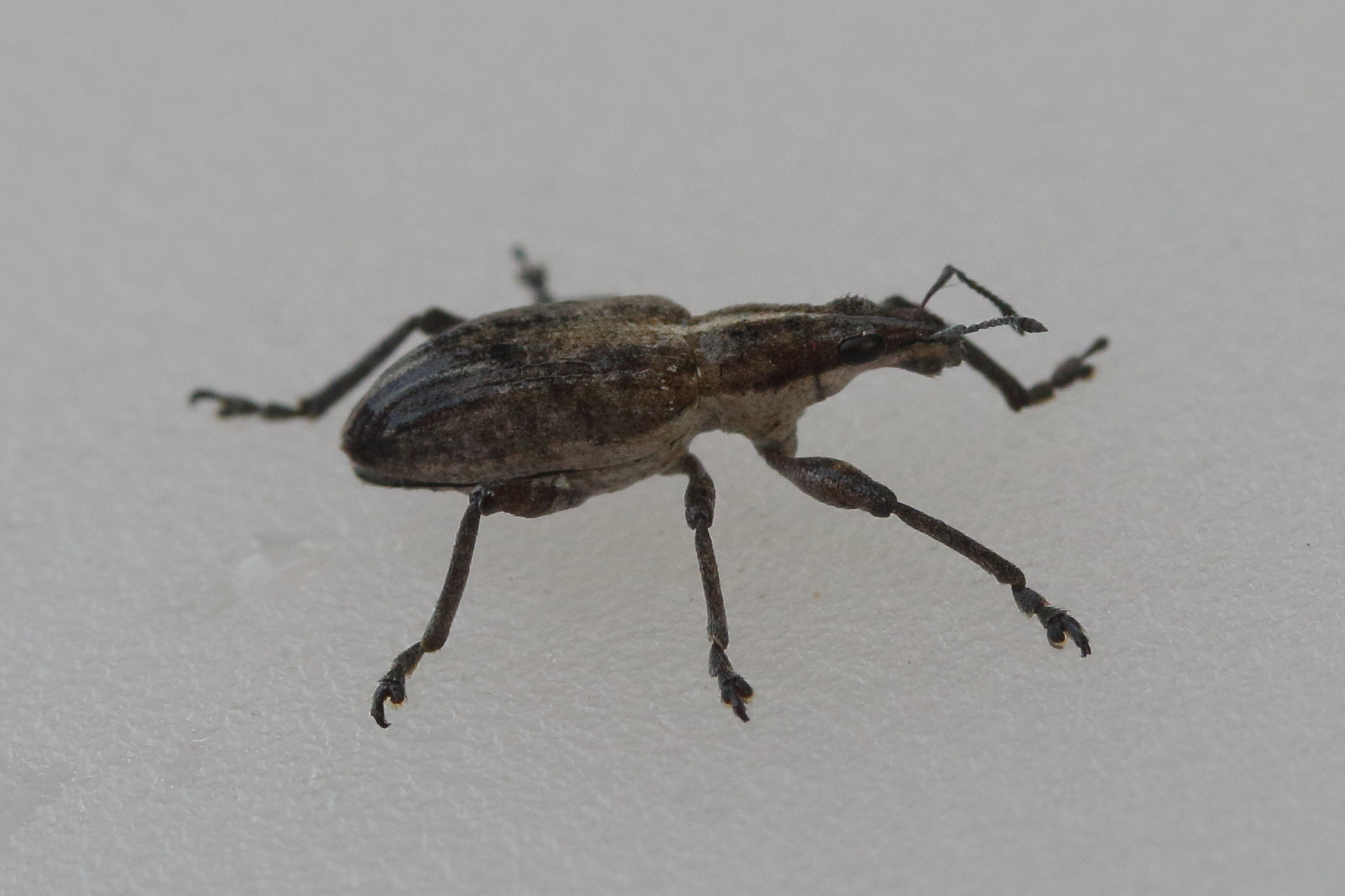 tanymecus_palliatus2md