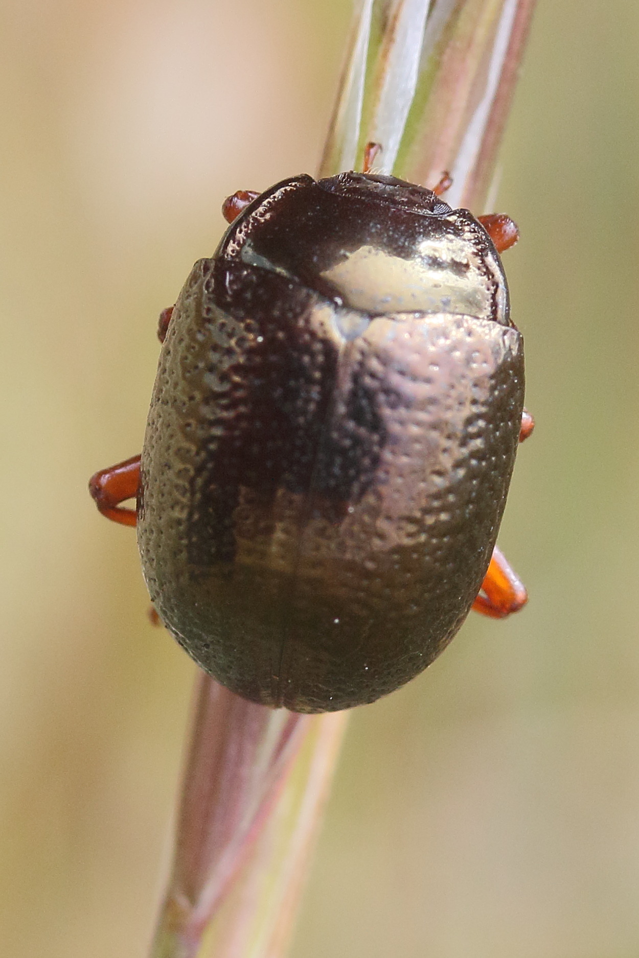 chrysolina_bankii7md