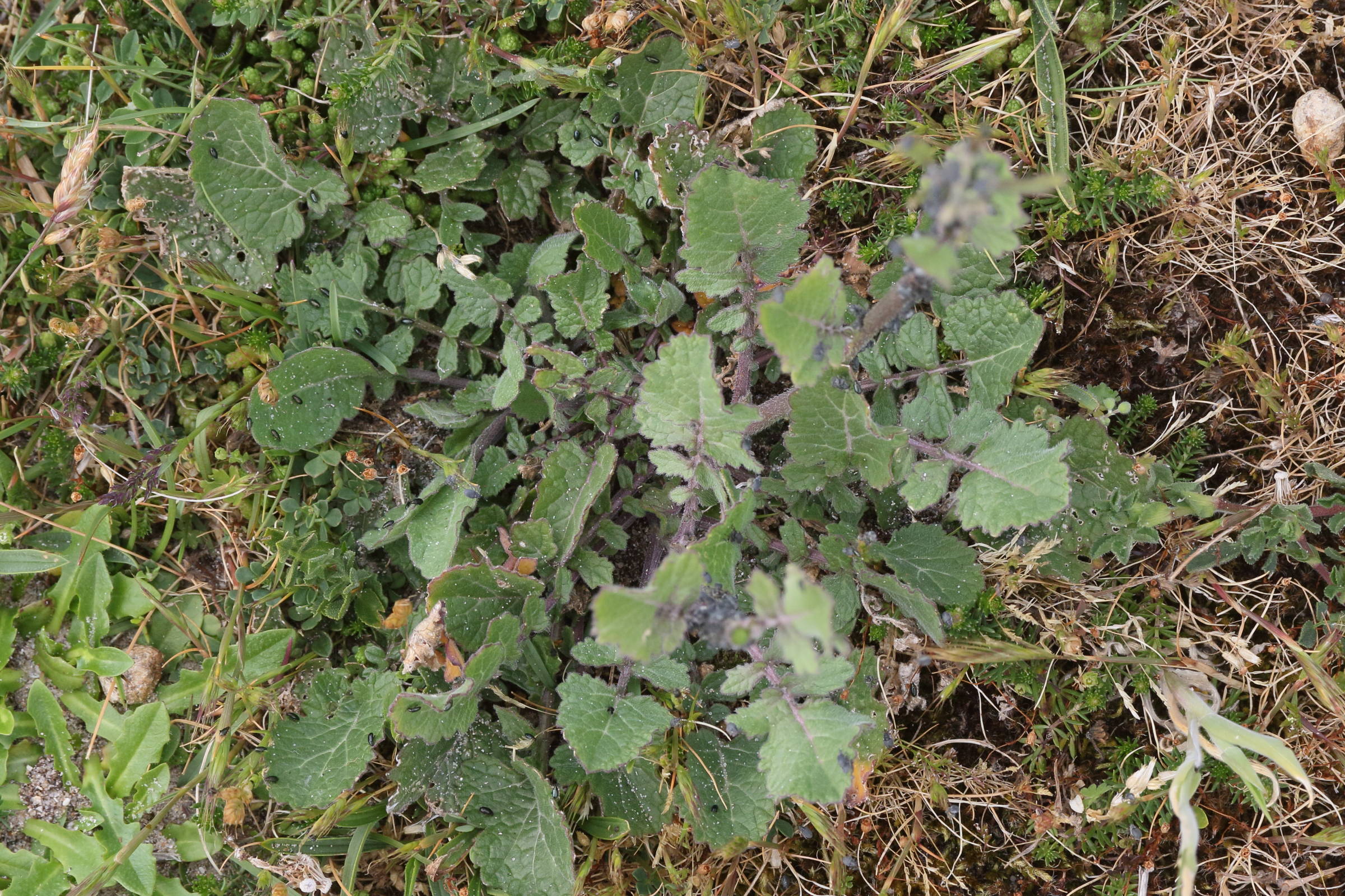 Afficher le média hirschfeldia_incana5md hirschfeldia_incana5md