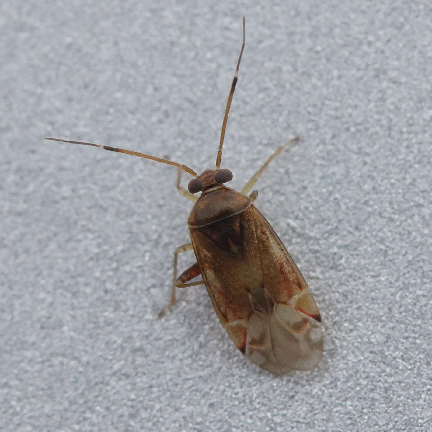 pinalitus_cervinus1md