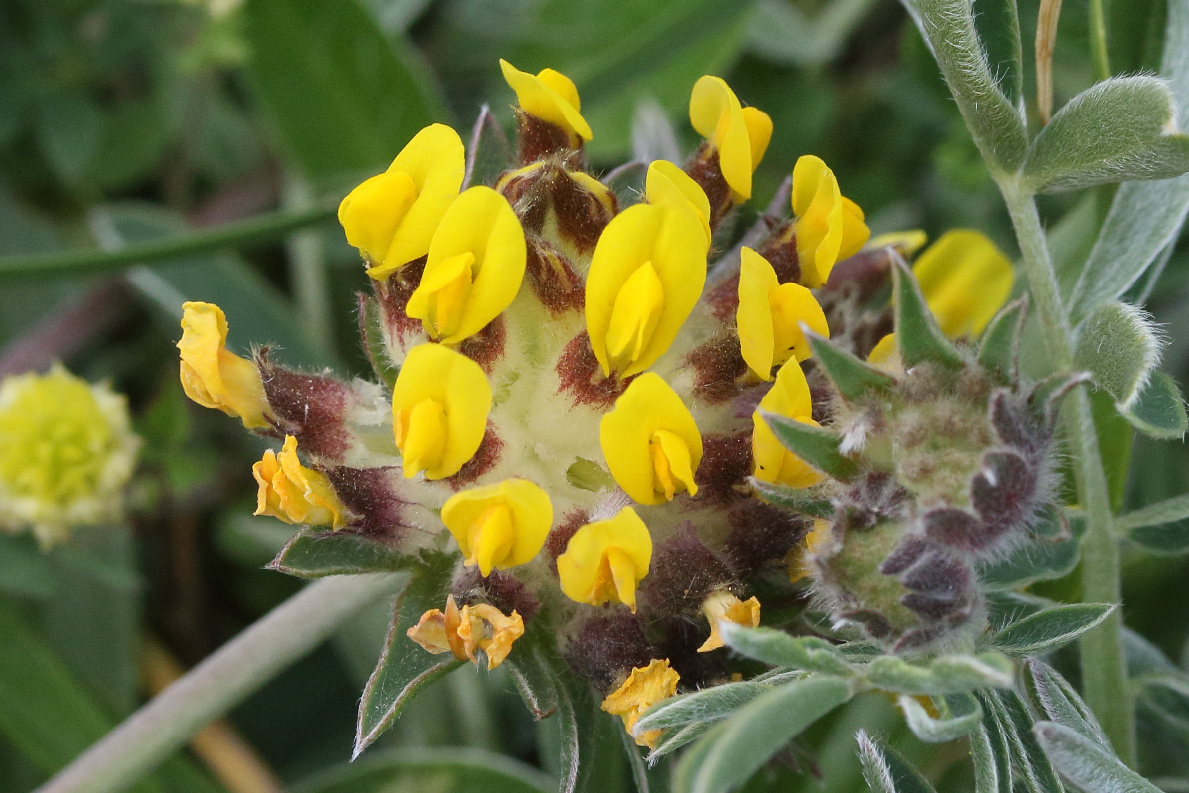 anthyllis_vulneraria11md