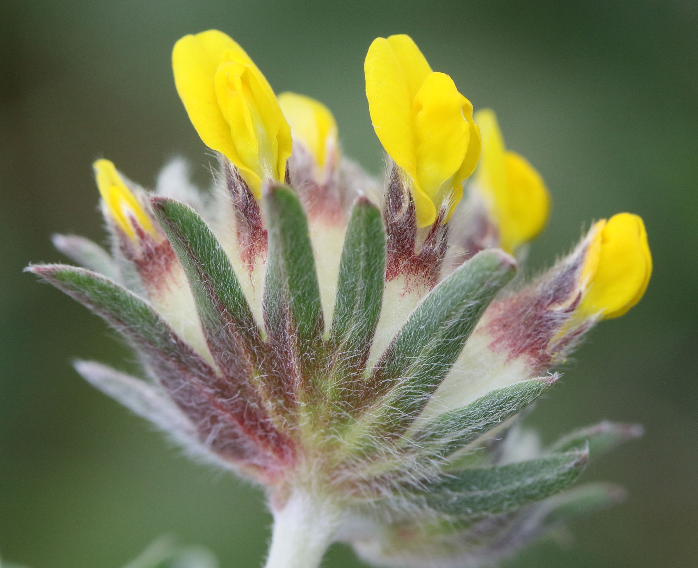 anthyllis_vulneraria12md