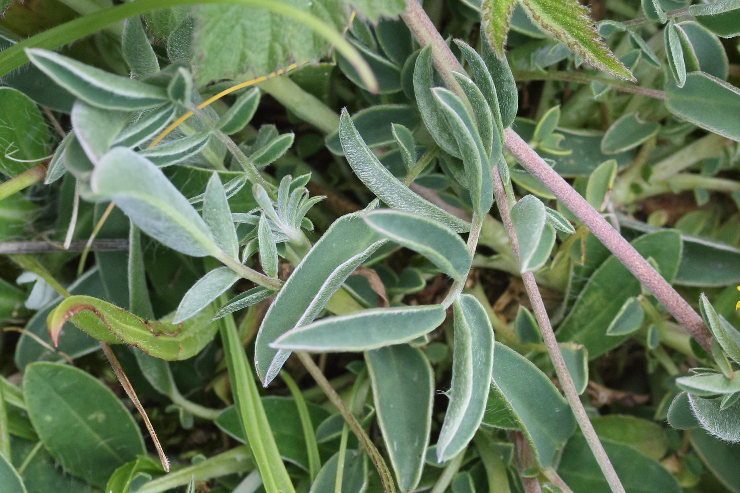 anthyllis_vulneraria13md