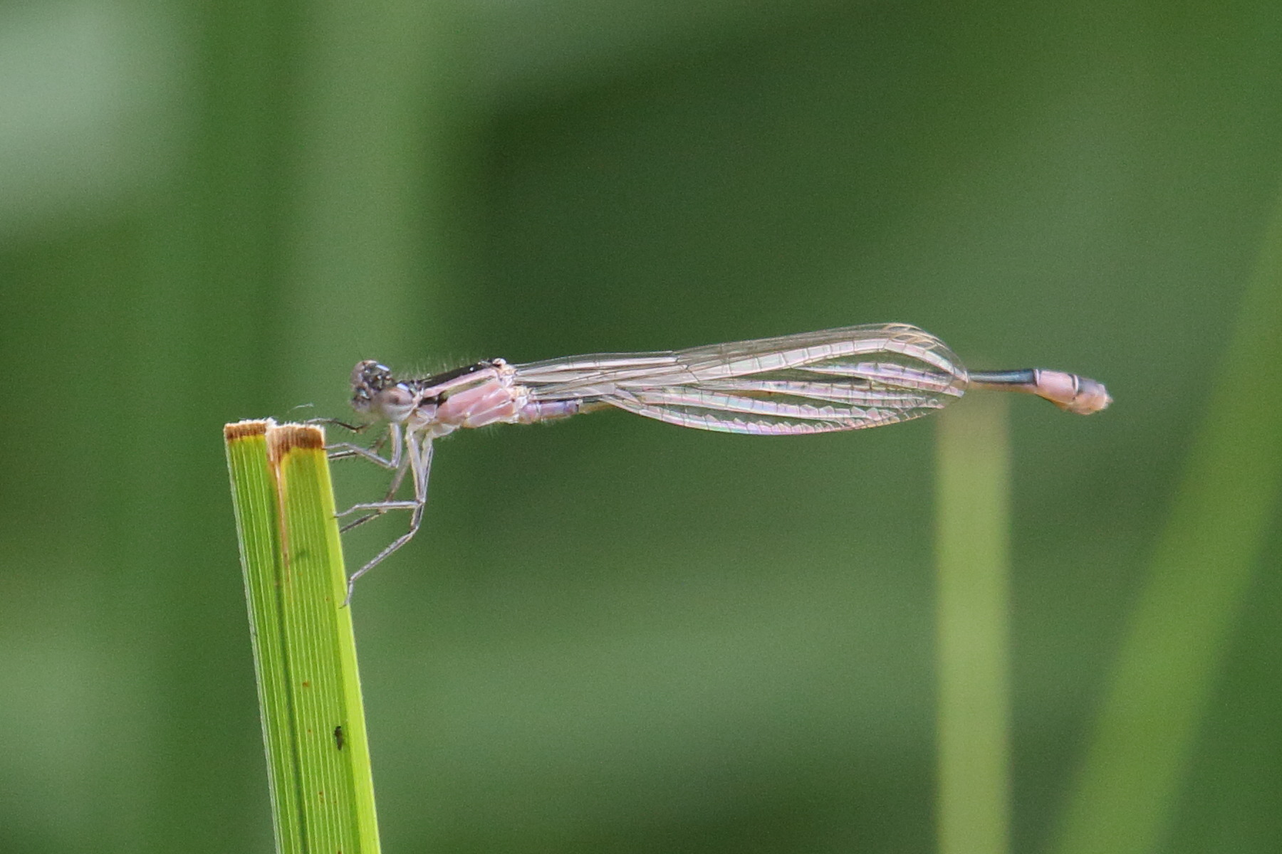 ischnura_elegans11bd