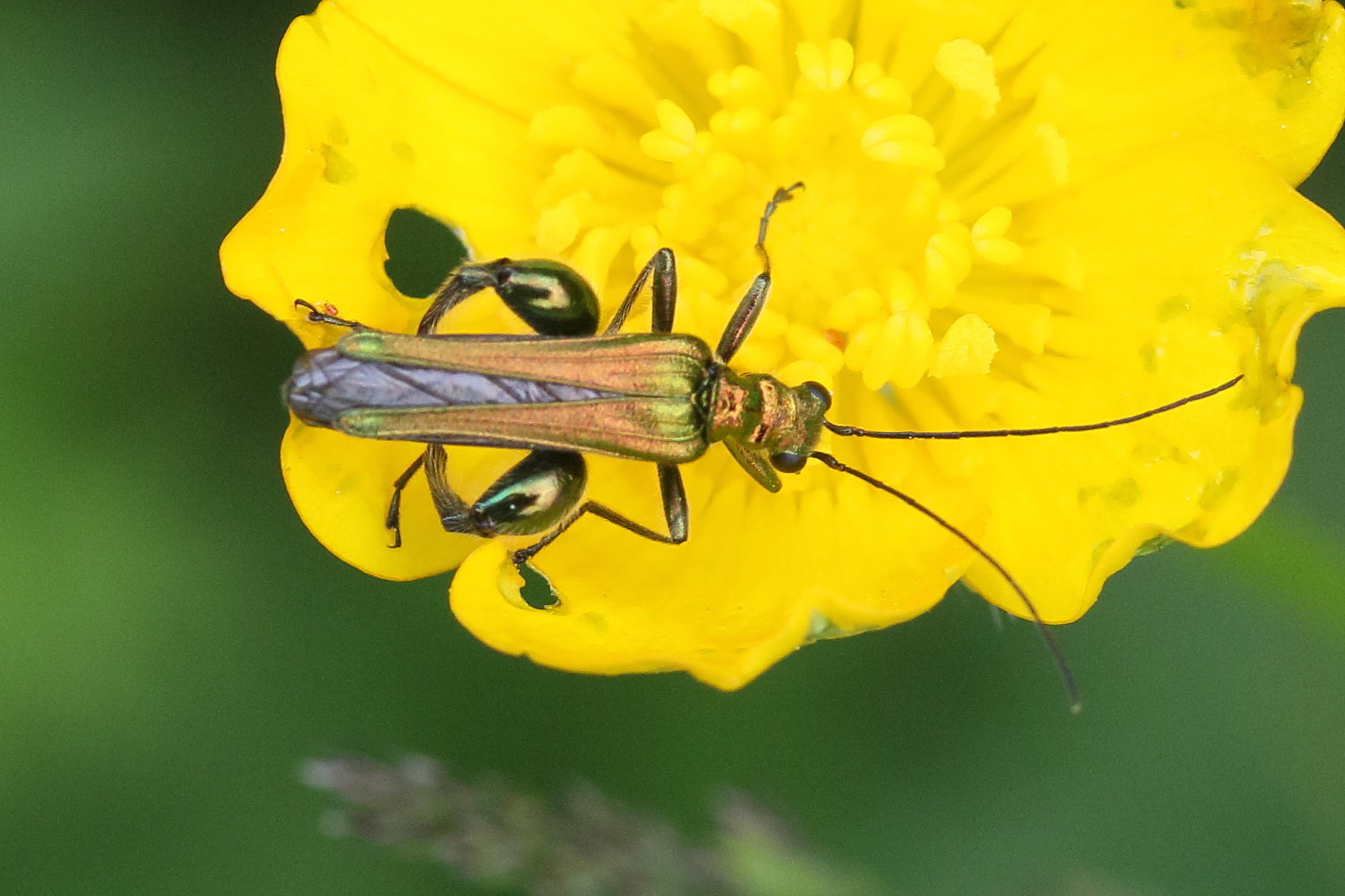 oedemera_nobilis7md