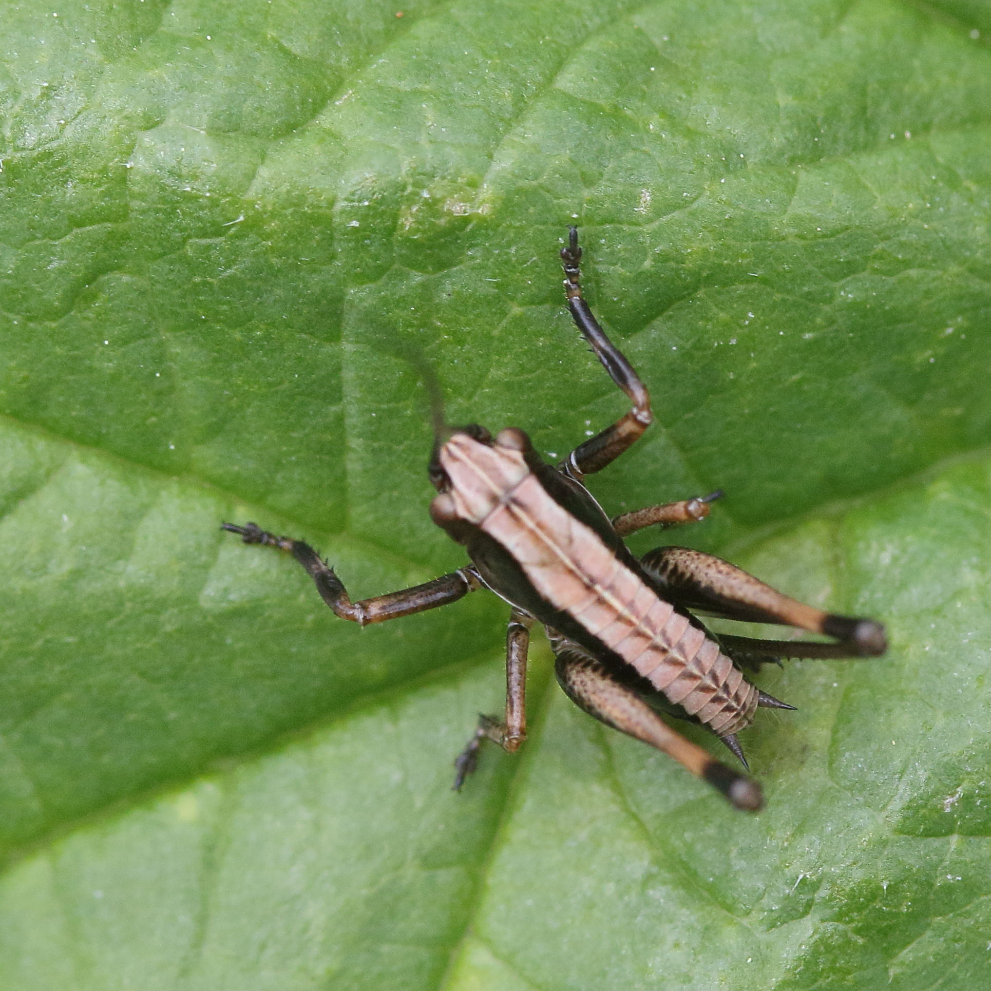 pholidoptera_griseoaptera11md