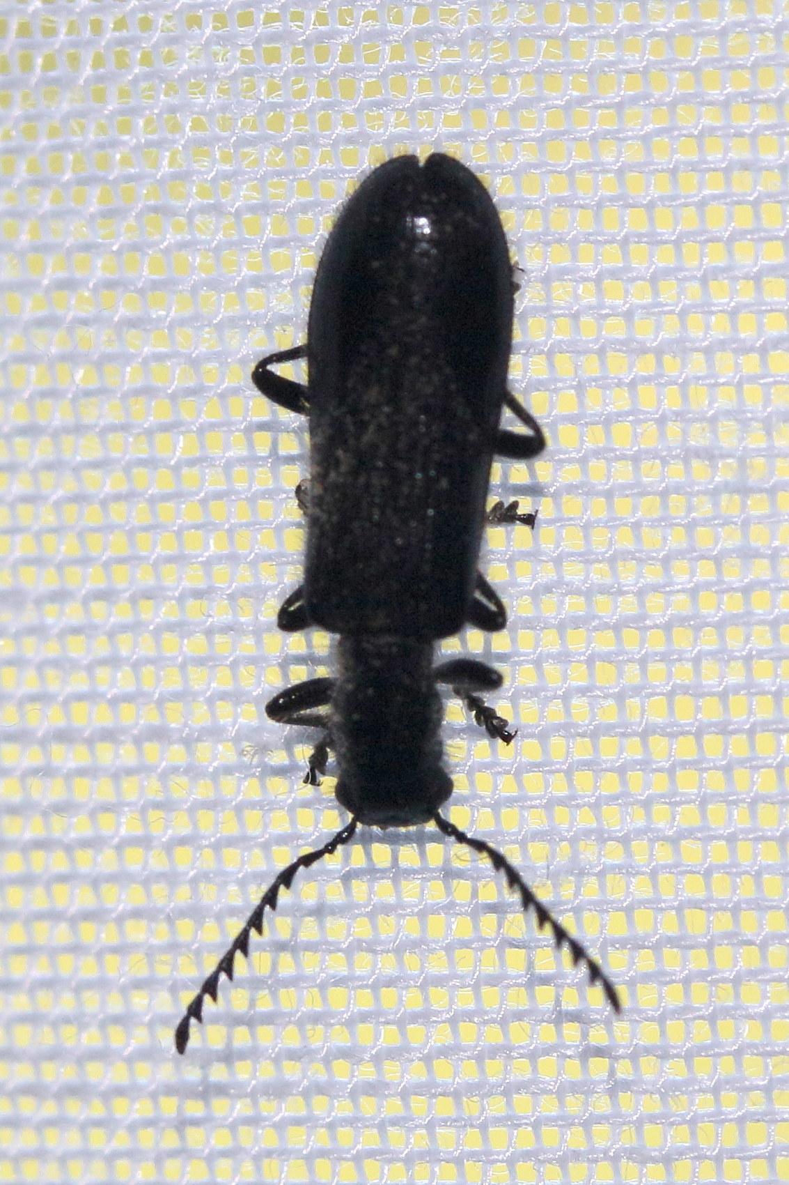 tillus_elongatus2md
