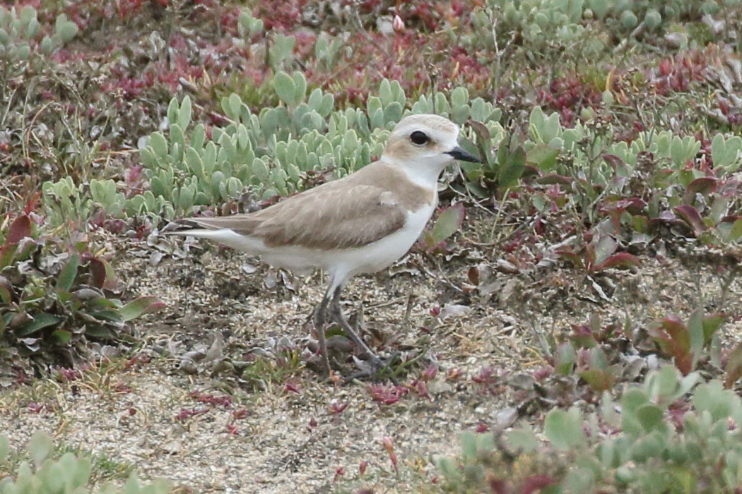 gravelot_a_collier_interrompu_-_charadrius_alexandrinus6bd