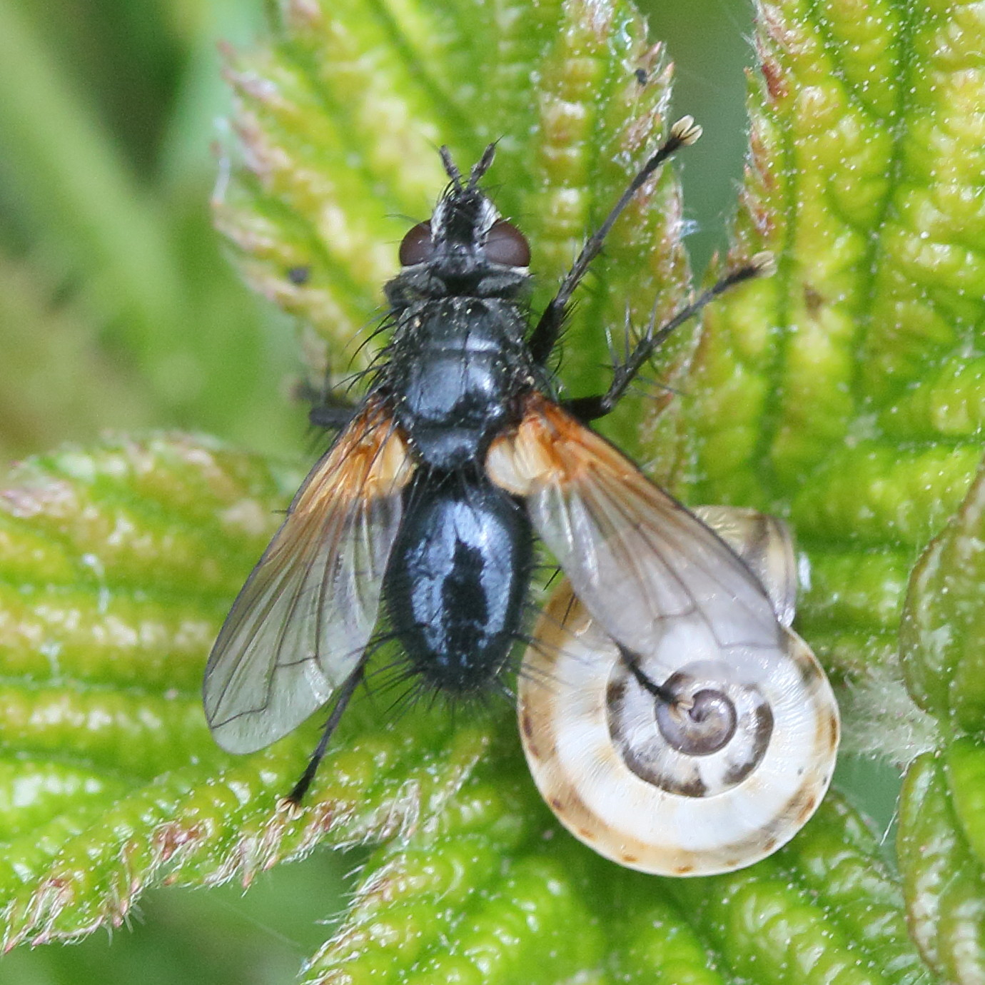zophomyia_temula3md