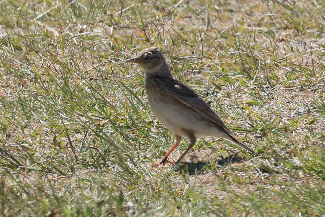 alouette_des_champs_-_alauda_arvensis5bd