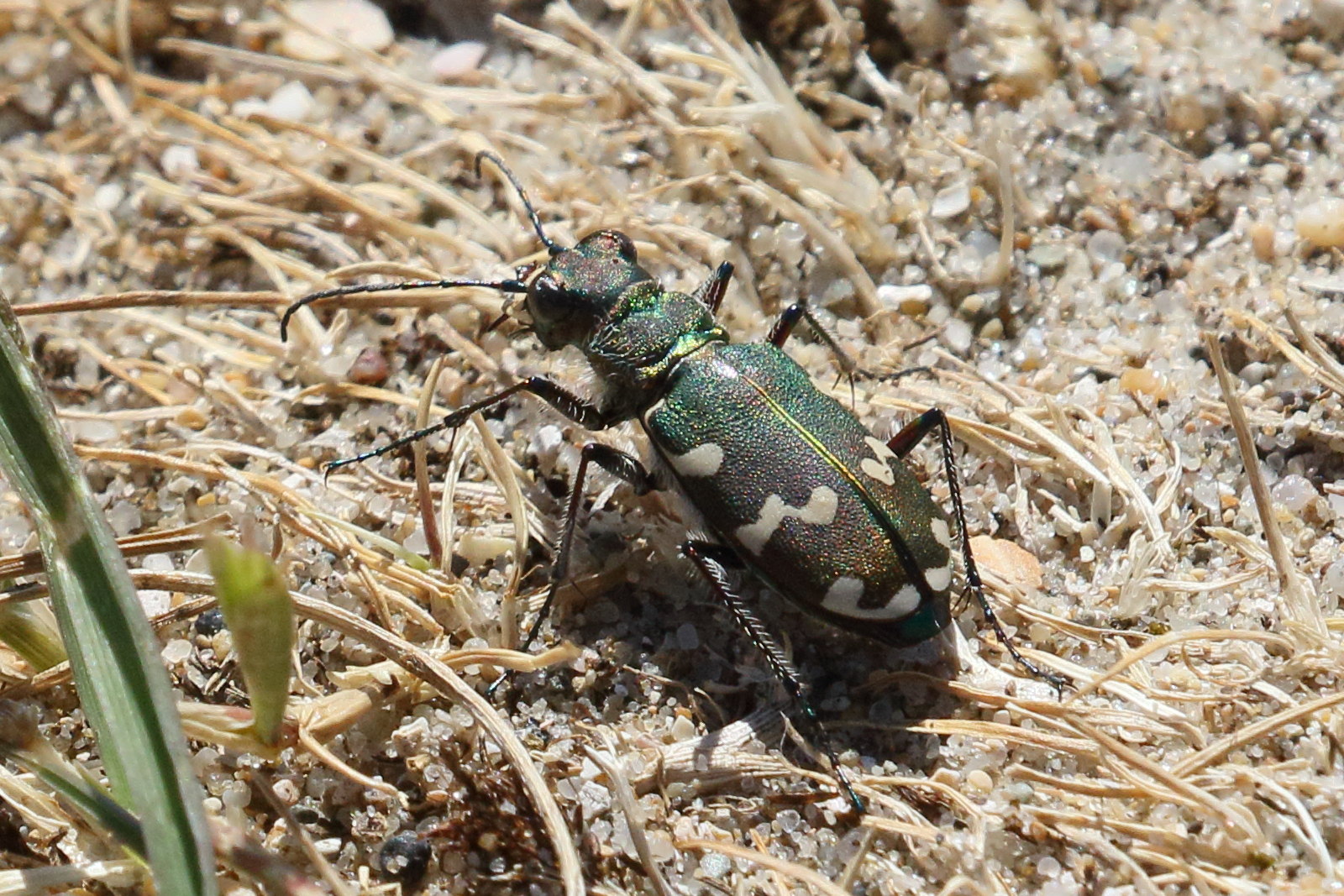 cicindela_maritima4bd