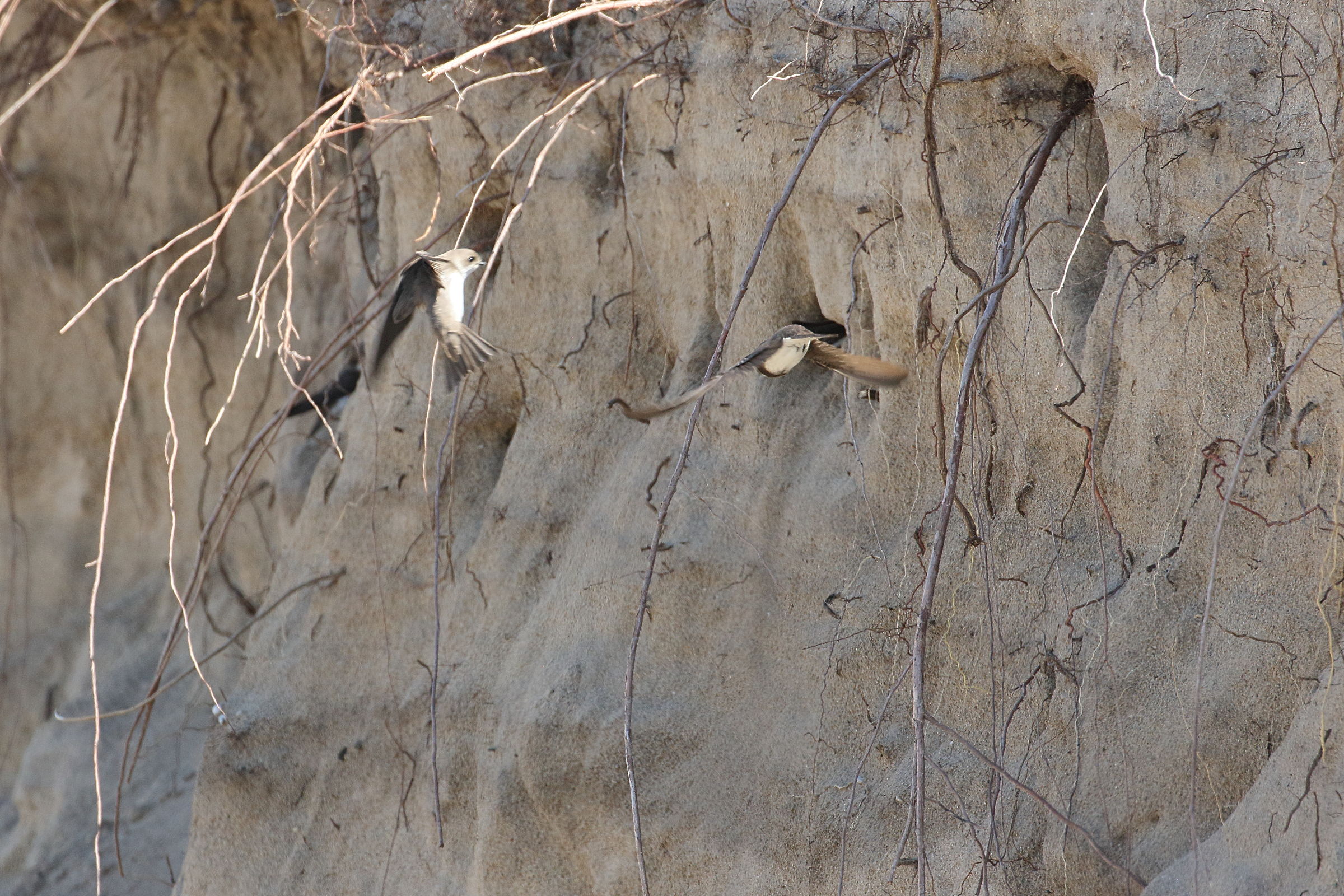 hirondelle_de_rivage_-_riparia_riparia3bd