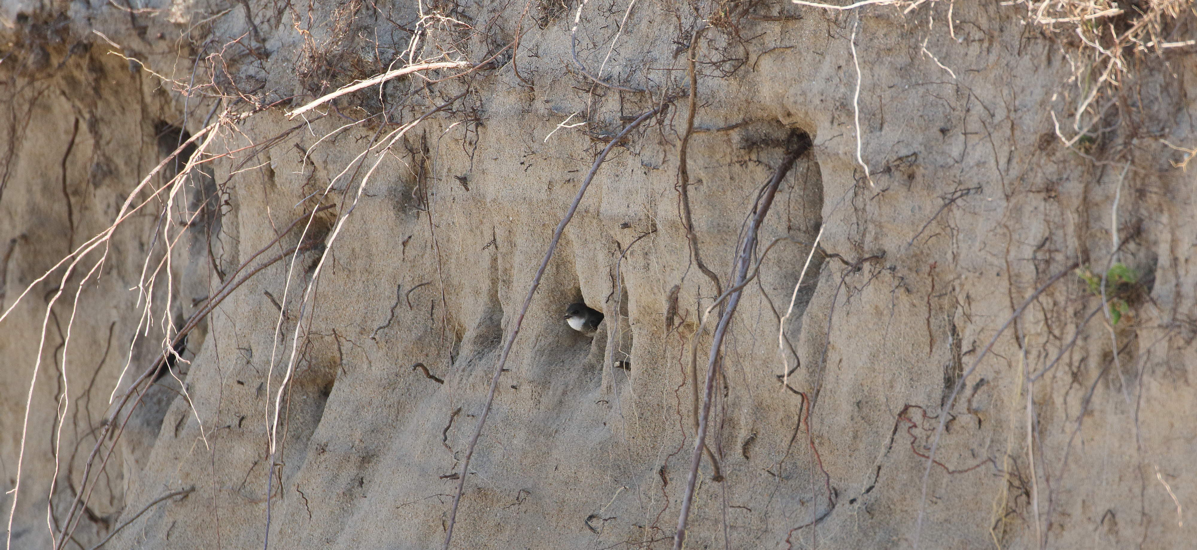 hirondelle_de_rivage_-_riparia_riparia5bd