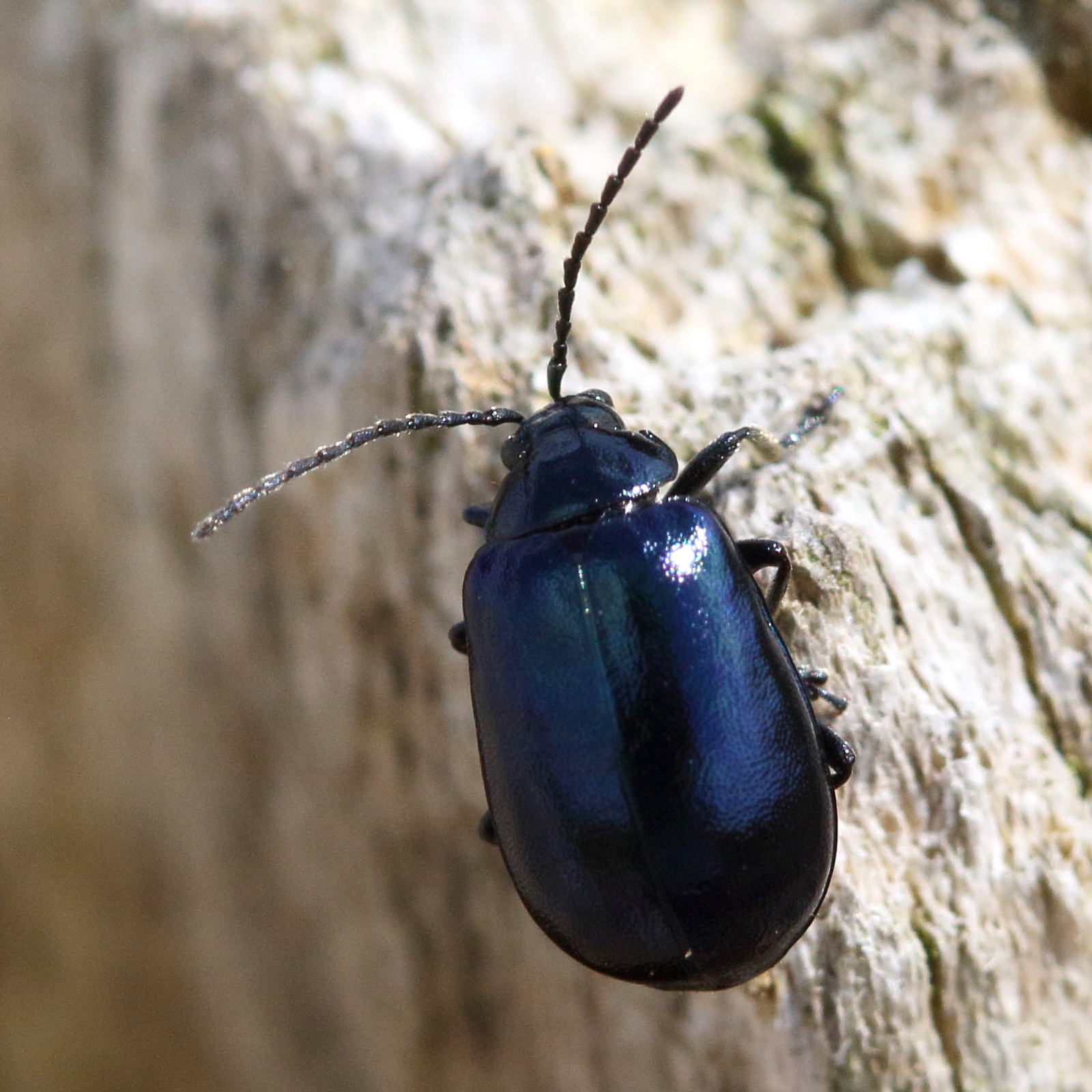 Afficher le média agelastica_alni8bd agelastica_alni8bd