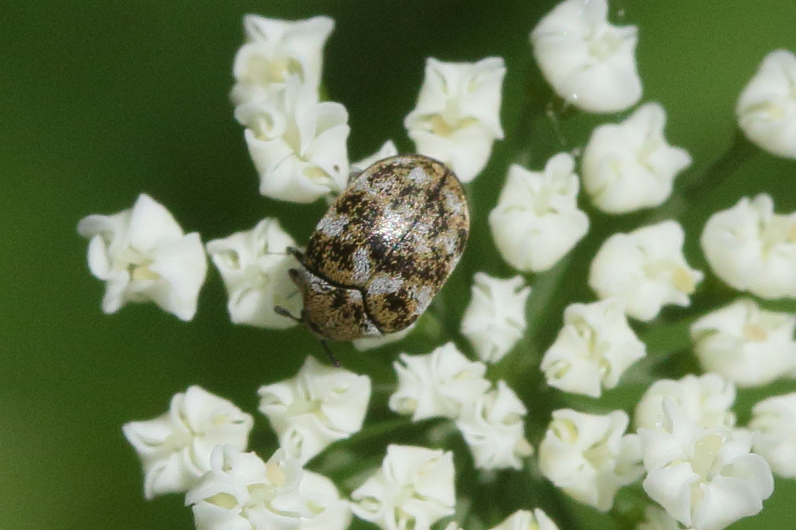 anthrenus_verbasci4md