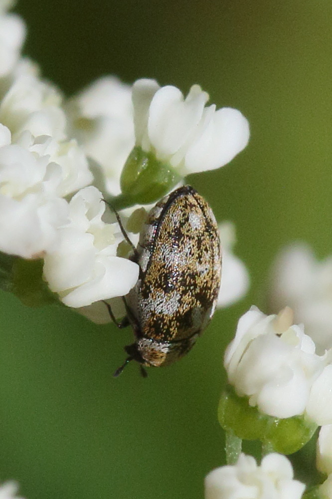 anthrenus_verbasci5md