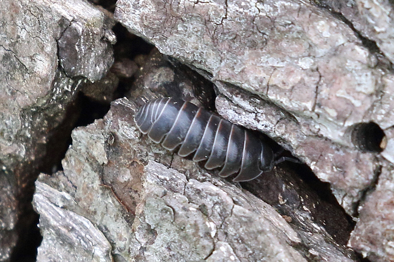 Afficher le média armadillidium_vulgare5bd armadillidium_vulgare5bd