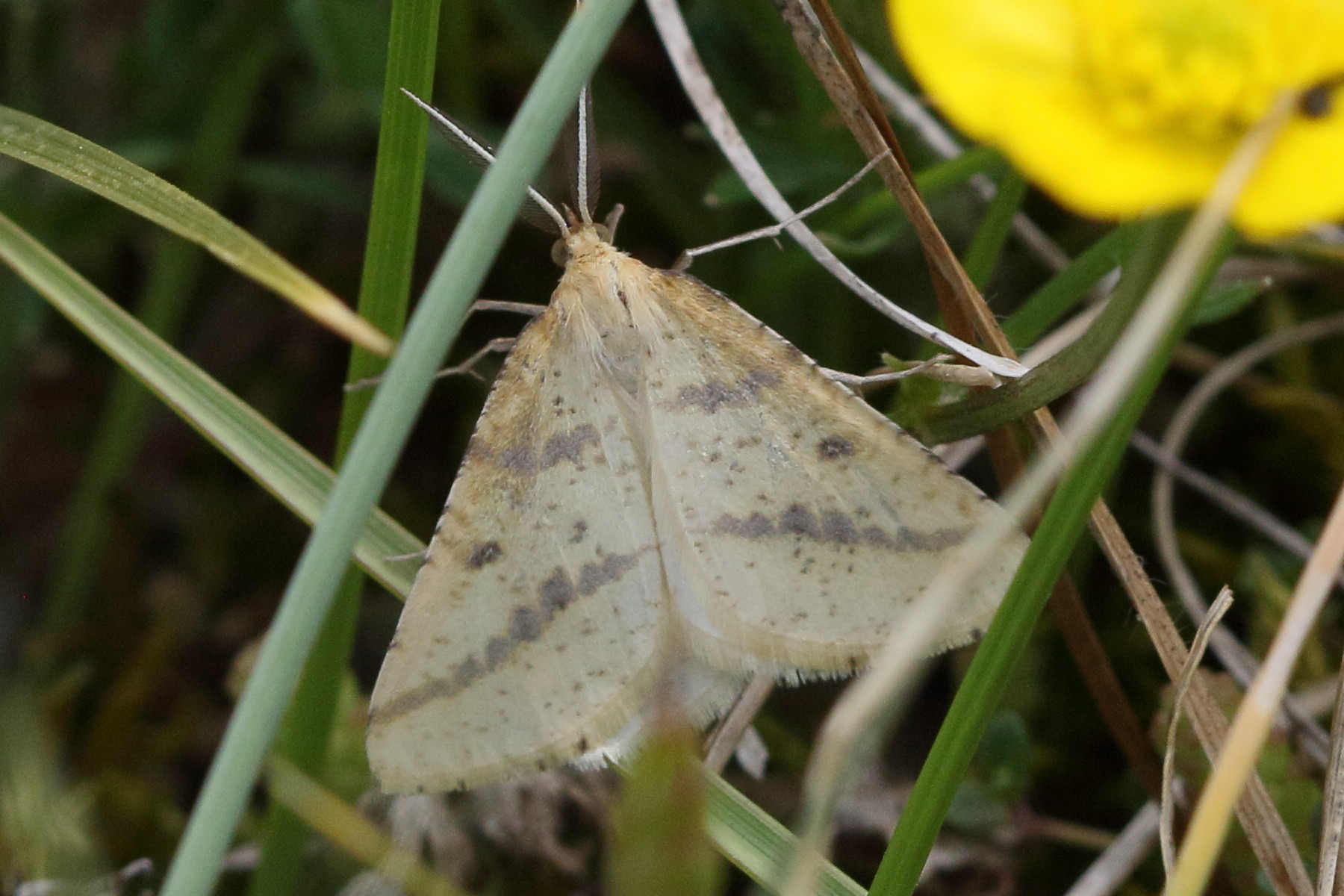 aspitates_ochrearia4bd