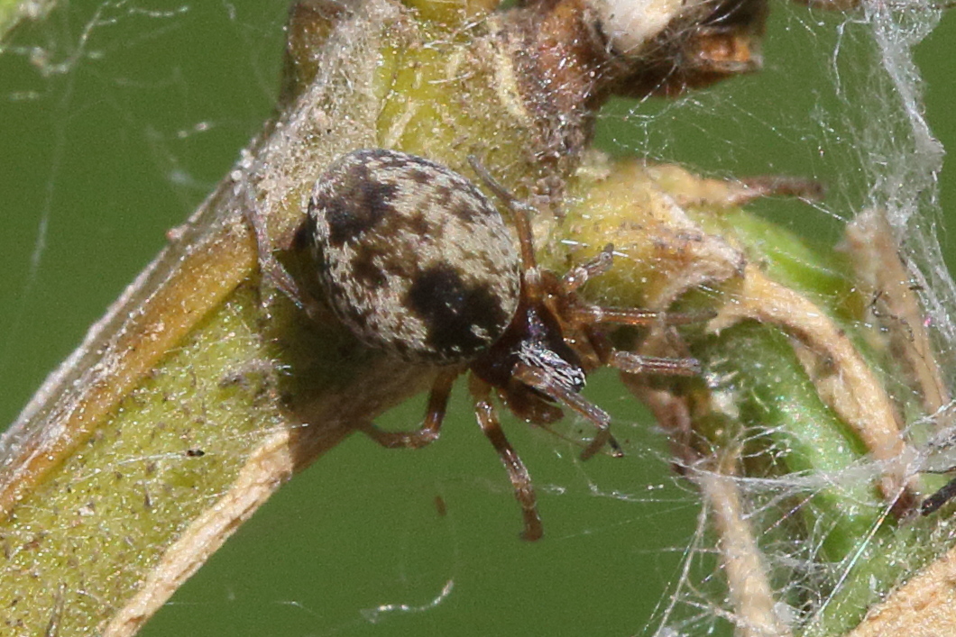 Afficher le média dictyna_uncinata2md dictyna_uncinata2md