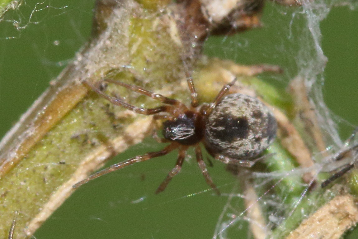 Afficher le média dictyna_uncinata3md dictyna_uncinata3md