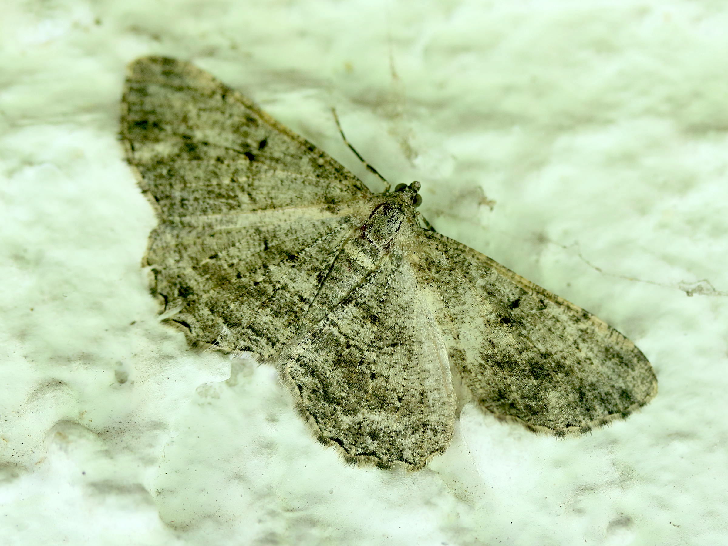 Afficher le média peribatodes_rhomboidalis5md peribatodes_rhomboidalis5md