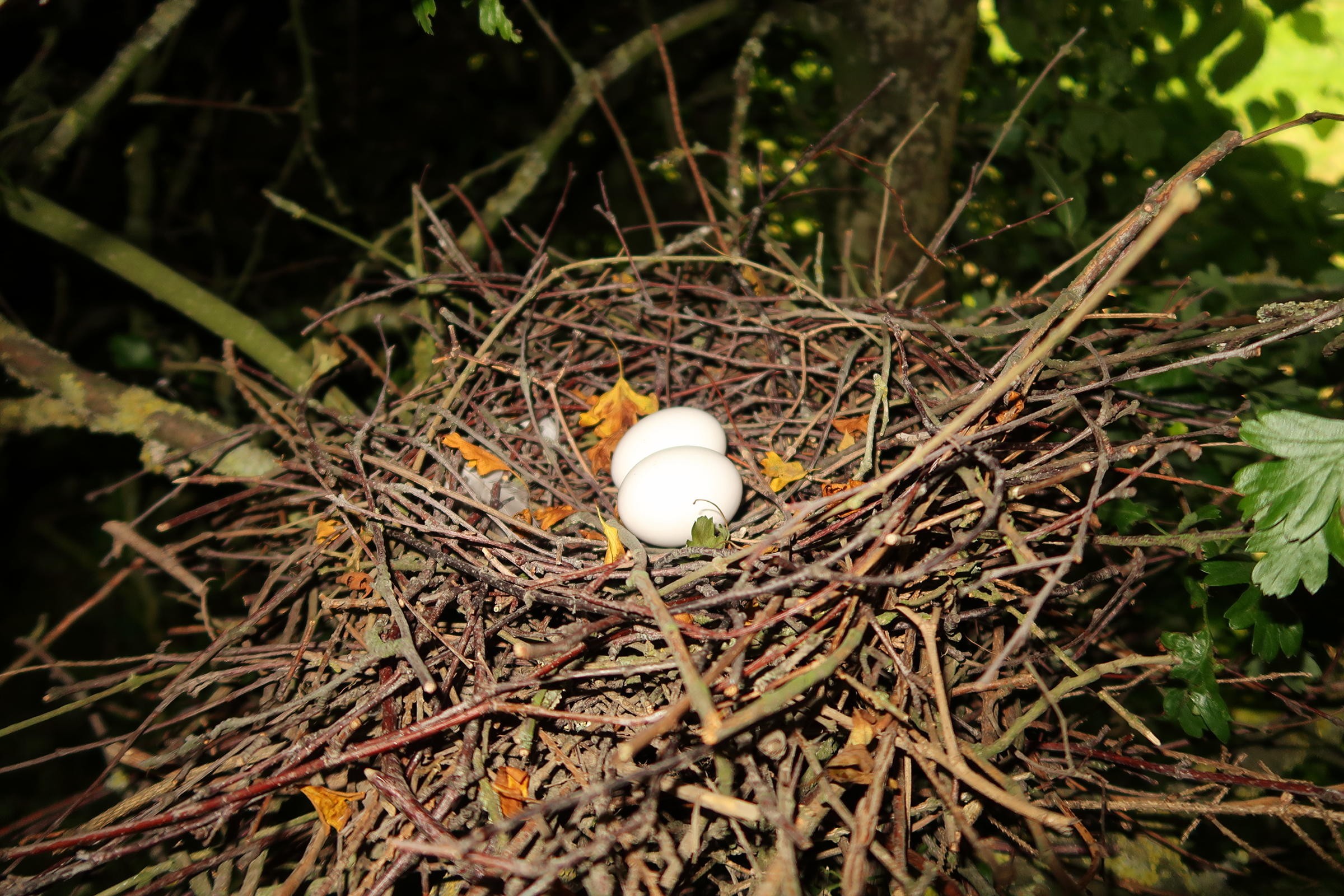 pigeon_ramier_-_columba_palumbus_nid1md