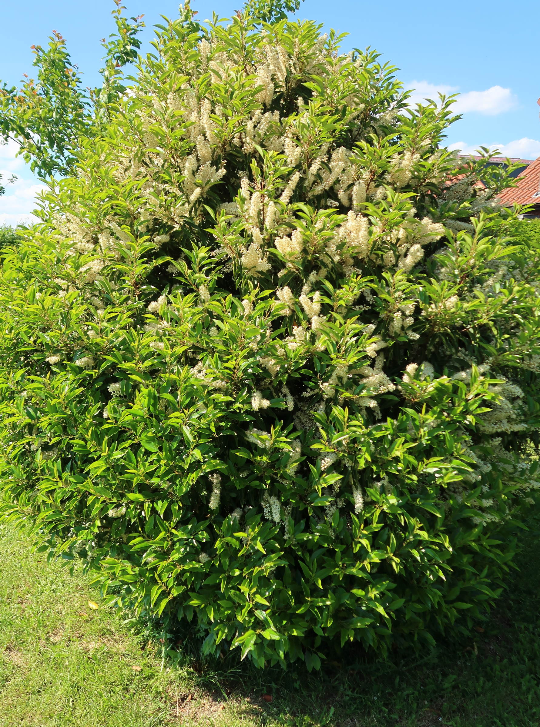 Afficher le média prunus_lusitanica5md prunus_lusitanica5md