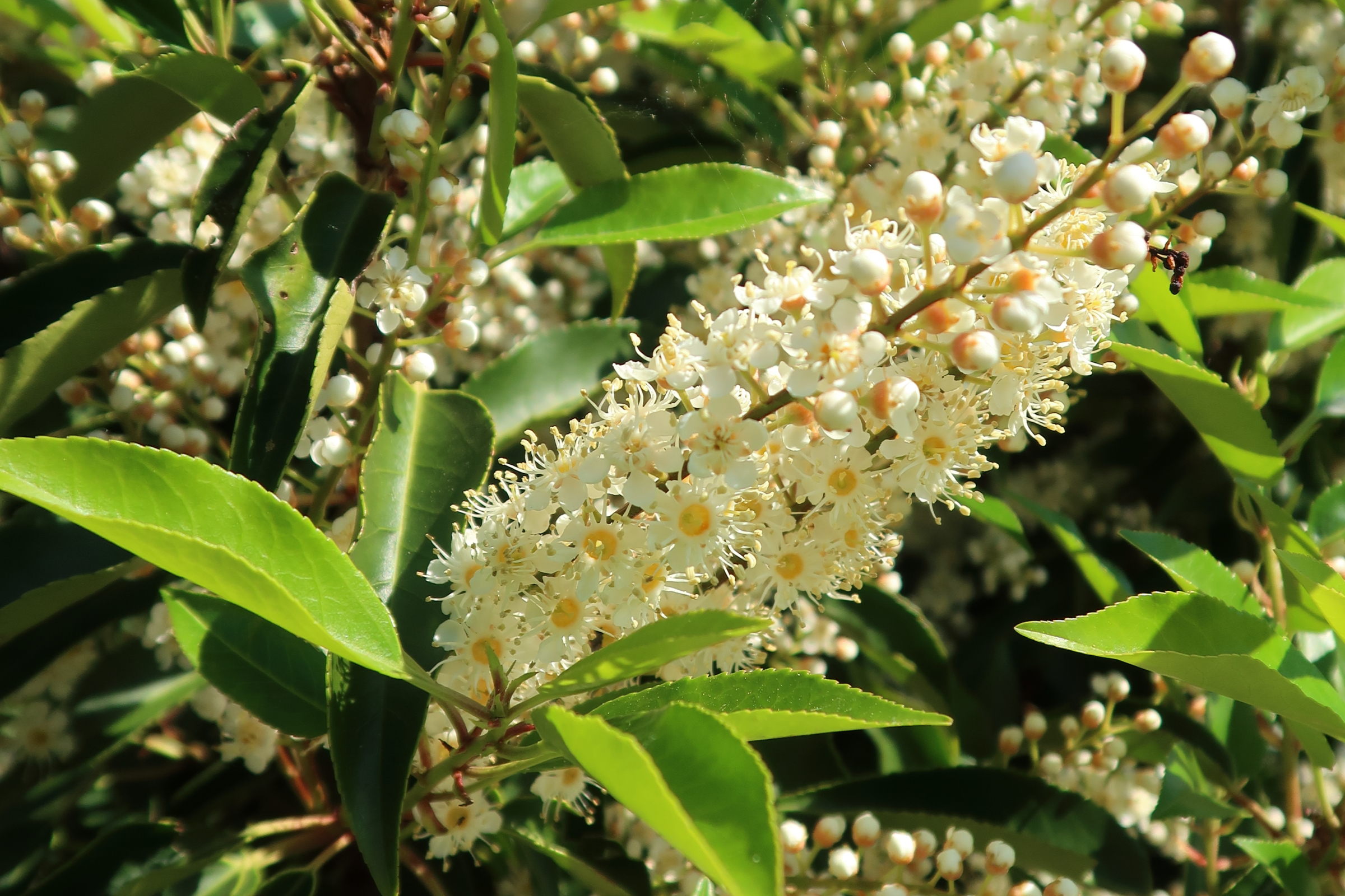 Afficher le média prunus_lusitanica6md prunus_lusitanica6md