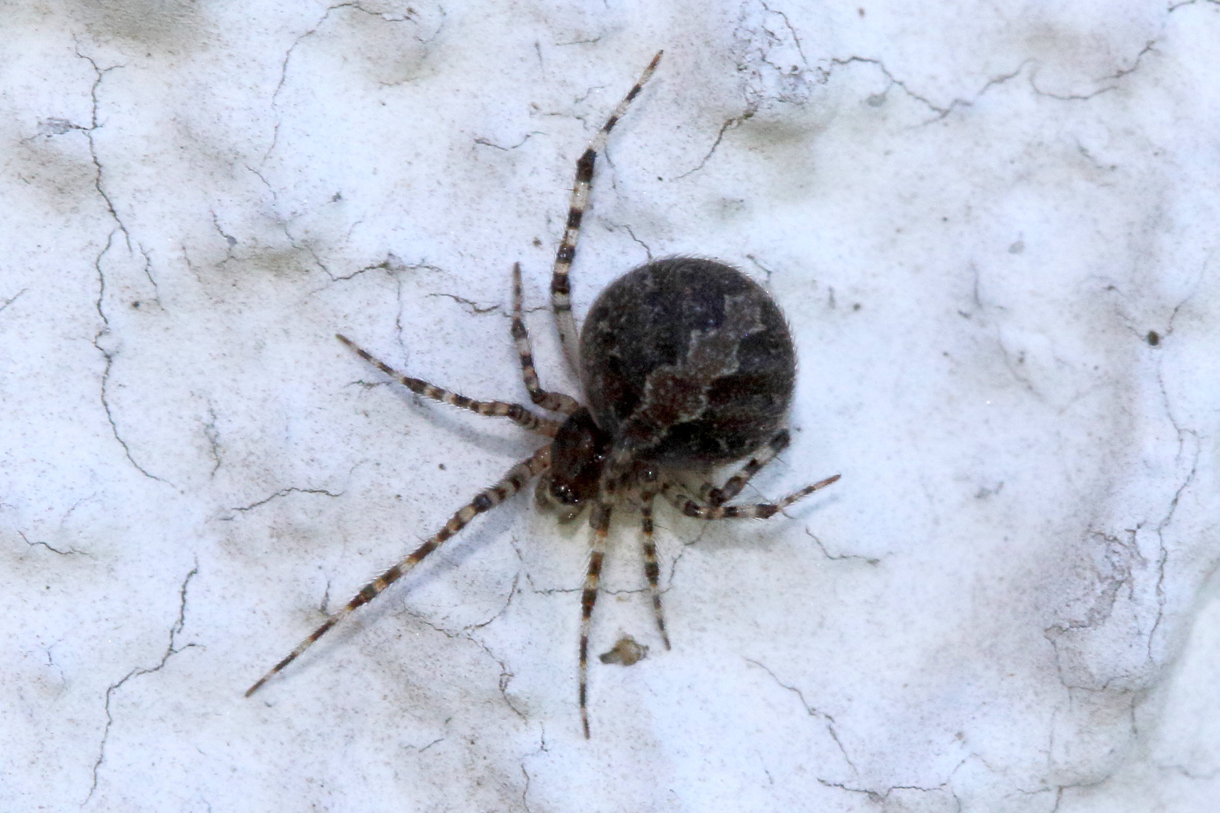 theridion_melanurum3bd