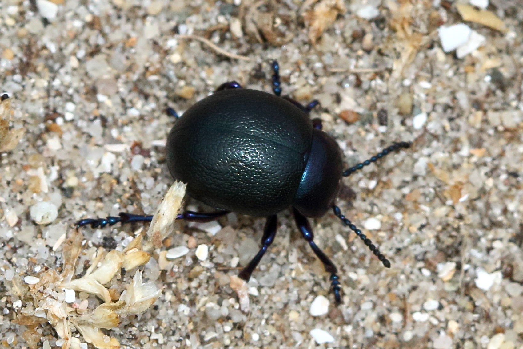 Afficher le média timarcha_goettingensis4bd timarcha_goettingensis4bd