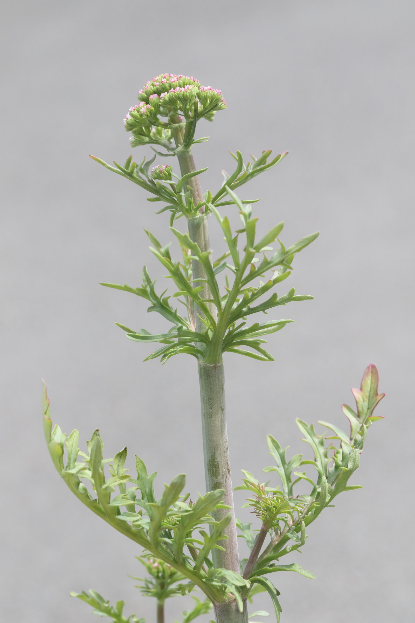 Afficher le média centranthus_calcitrapae1md centranthus_calcitrapae1md