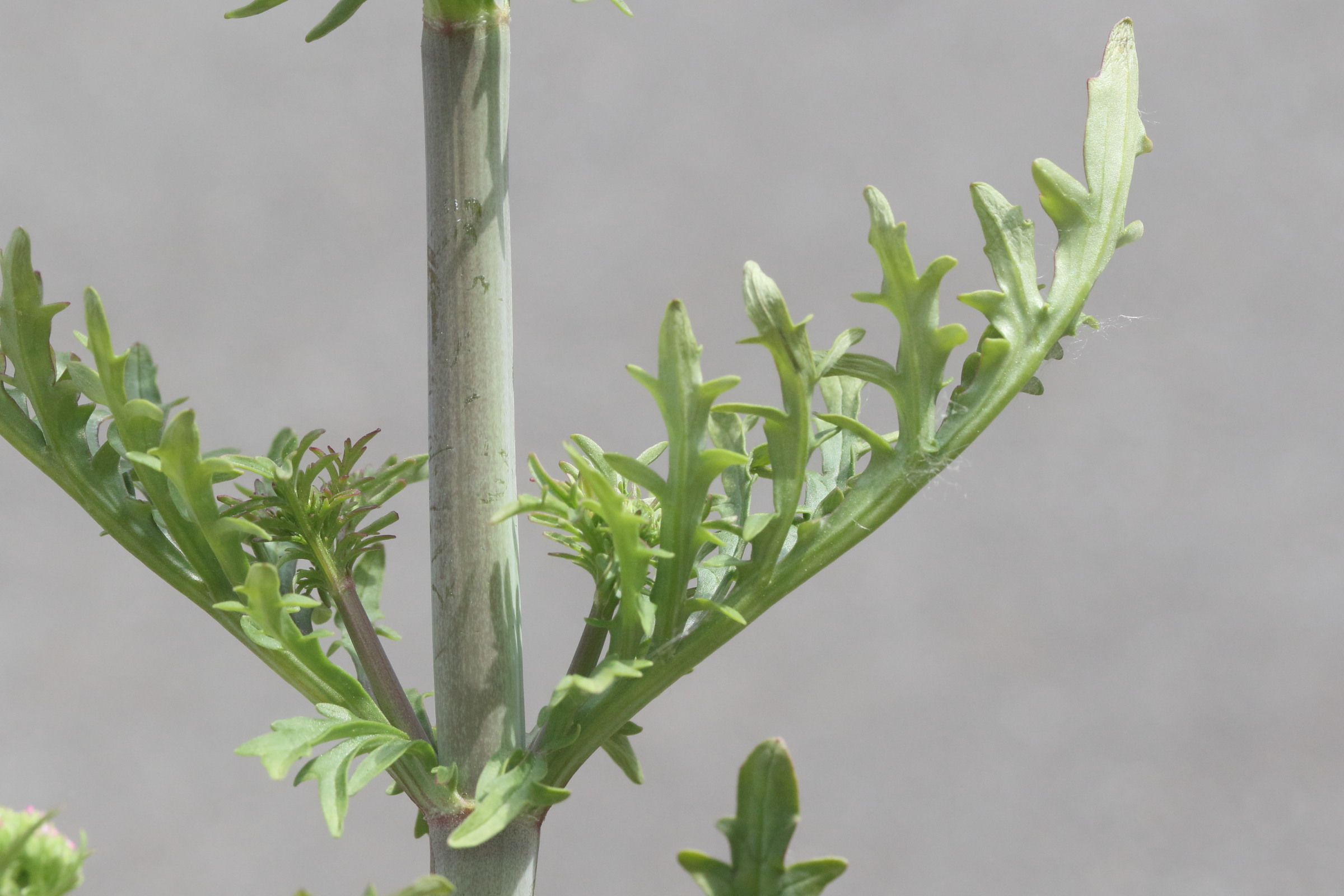 Afficher le média centranthus_calcitrapae2md centranthus_calcitrapae2md