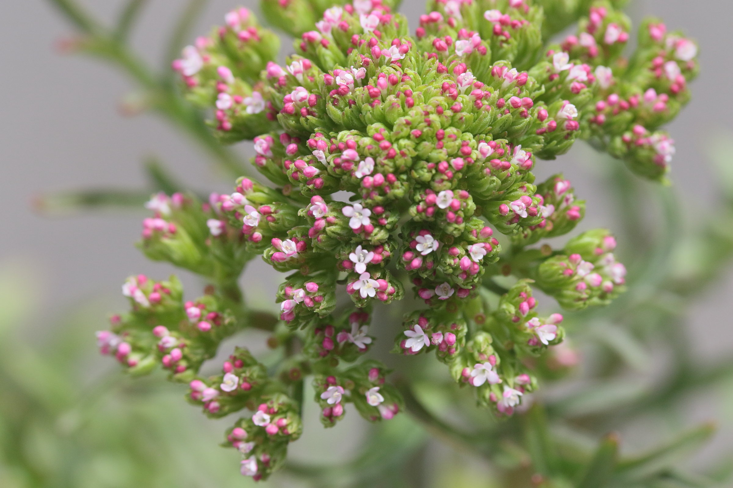 Afficher le média centranthus_calcitrapae3md centranthus_calcitrapae3md