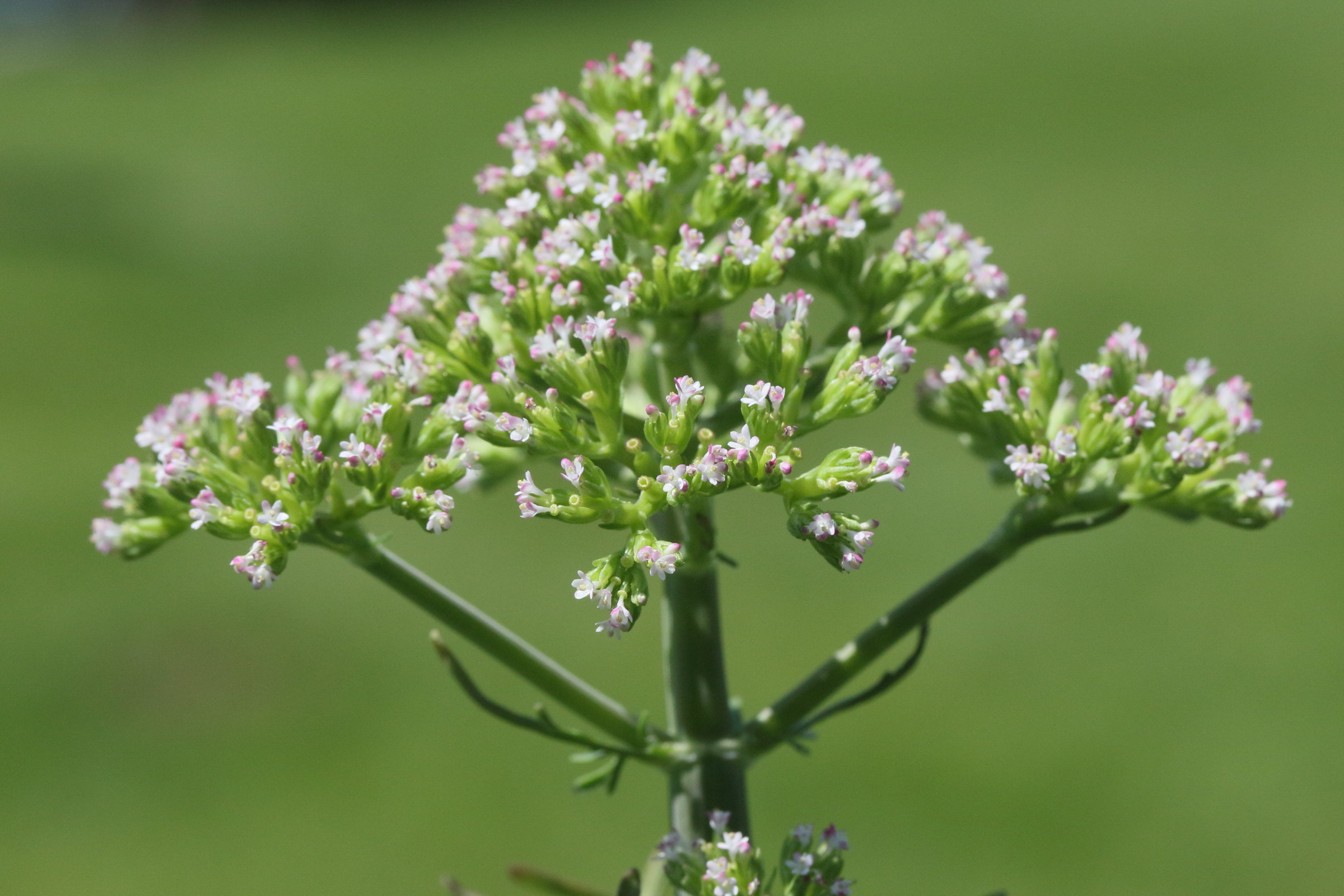 Afficher le média centranthus_calcitrapae4md centranthus_calcitrapae4md