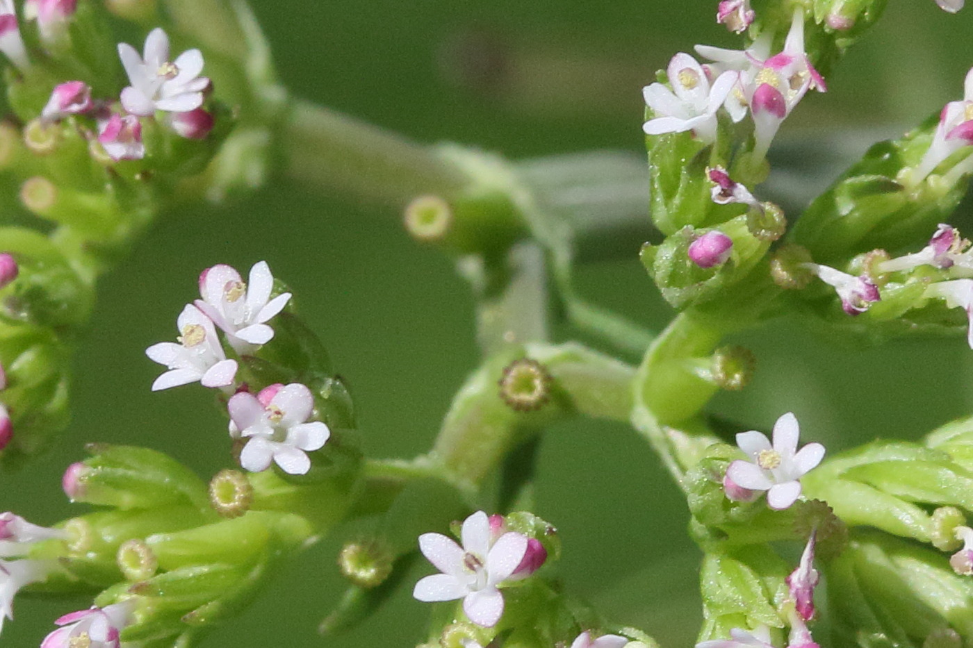 Afficher le média centranthus_calcitrapae5md centranthus_calcitrapae5md