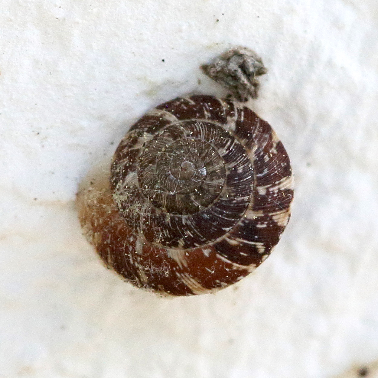 discus_rotundatus1bd