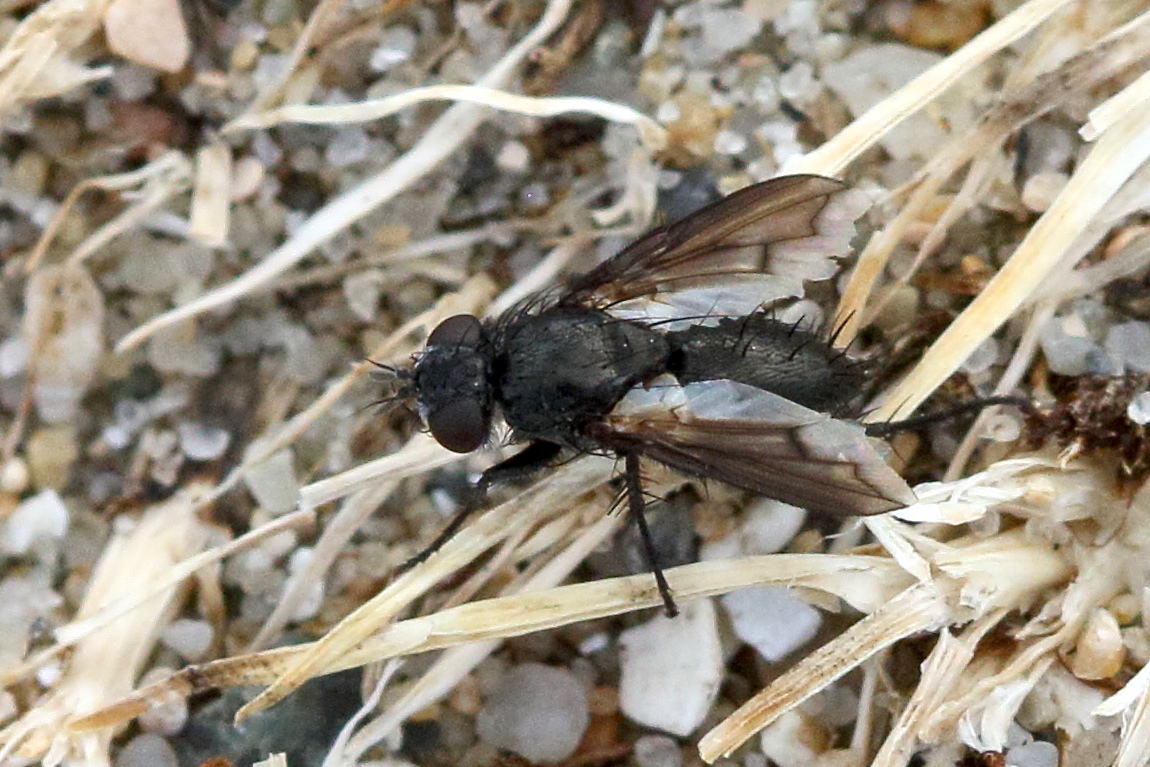 periscepsia_carbonaria1bd