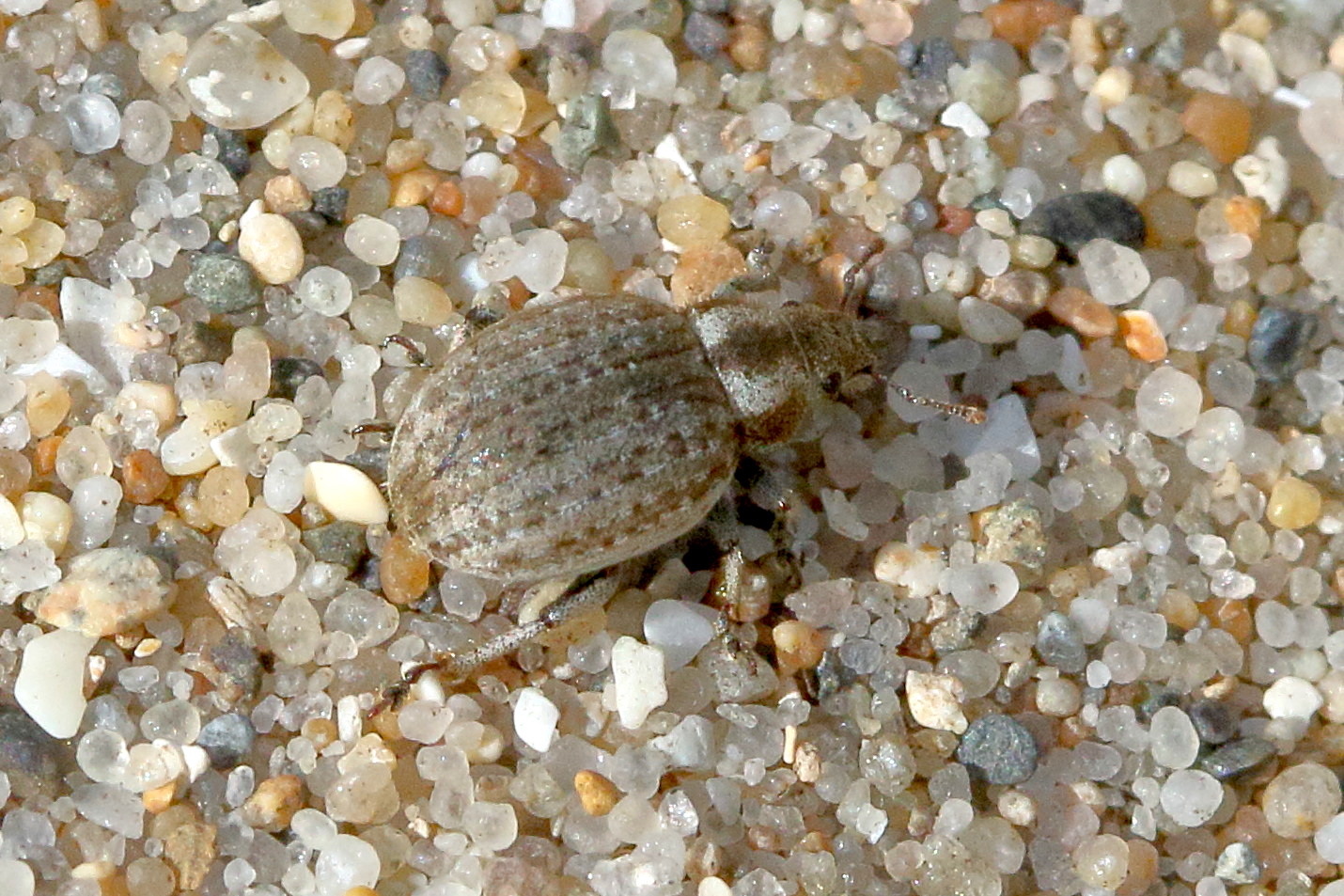 philopedon_plagiatum1bd